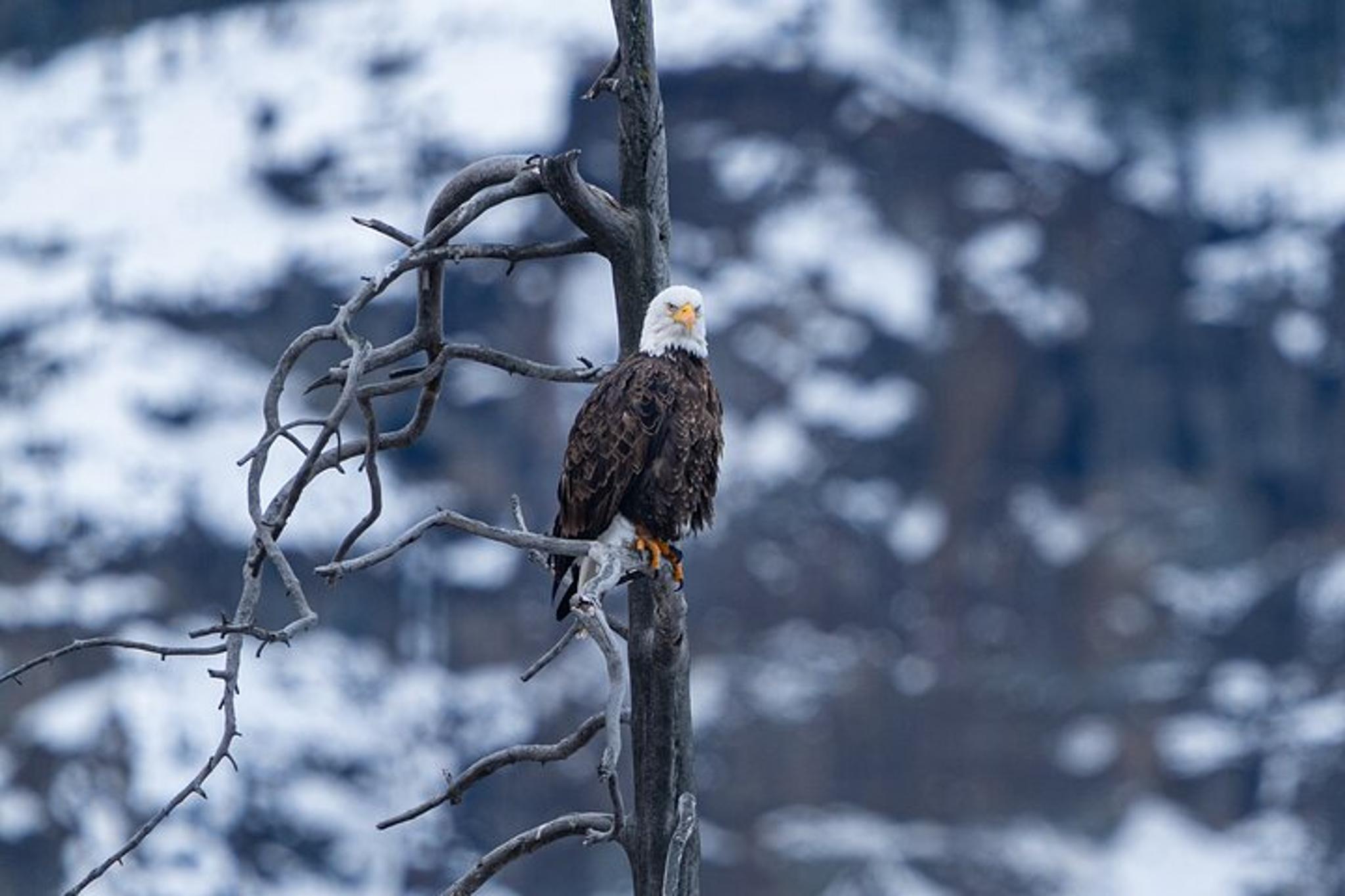 Yellowstone Wildlife Photography Tour - Image 3