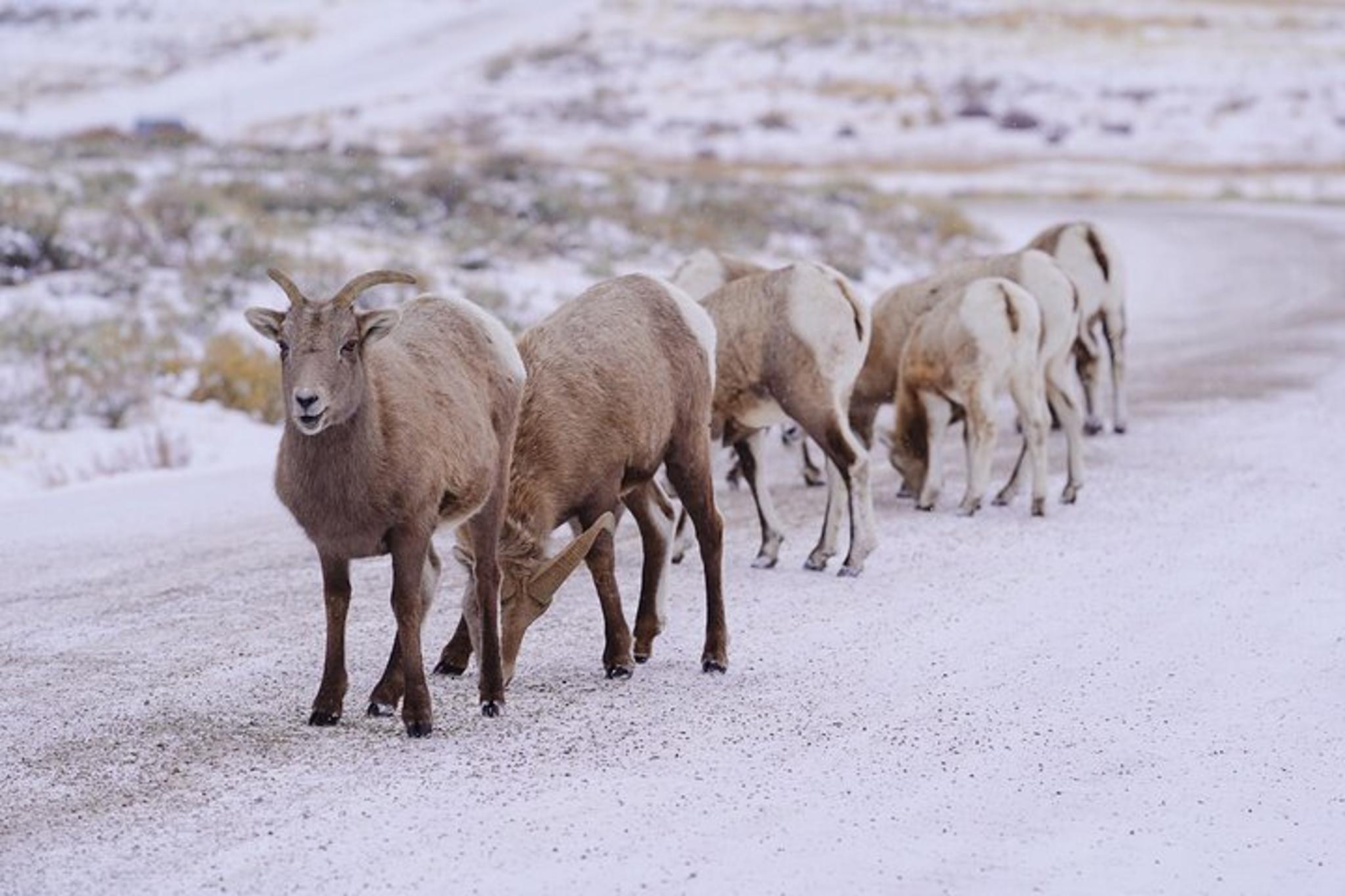 Jackson Wildlife Safari and Elk Refuge Sleigh Ride - Image 3
