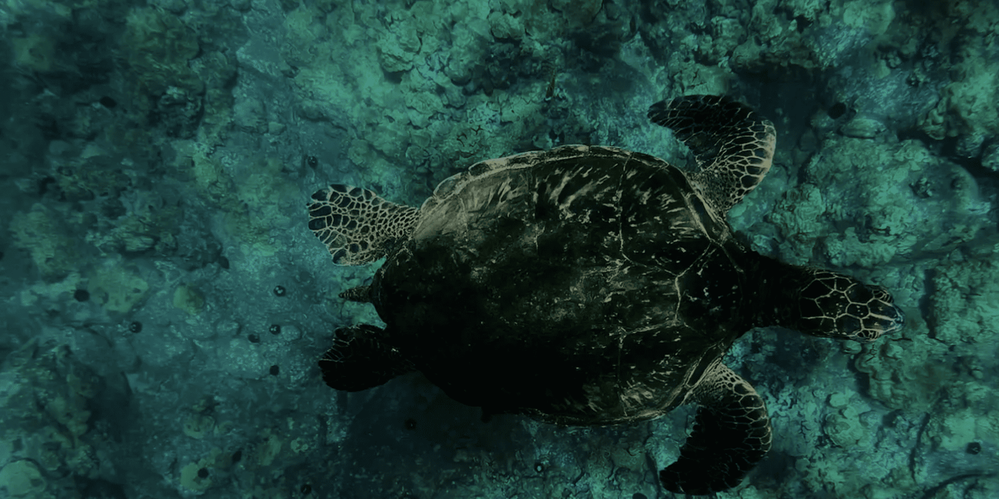 Maui Night Snorkel at Turtle Town - Image 6