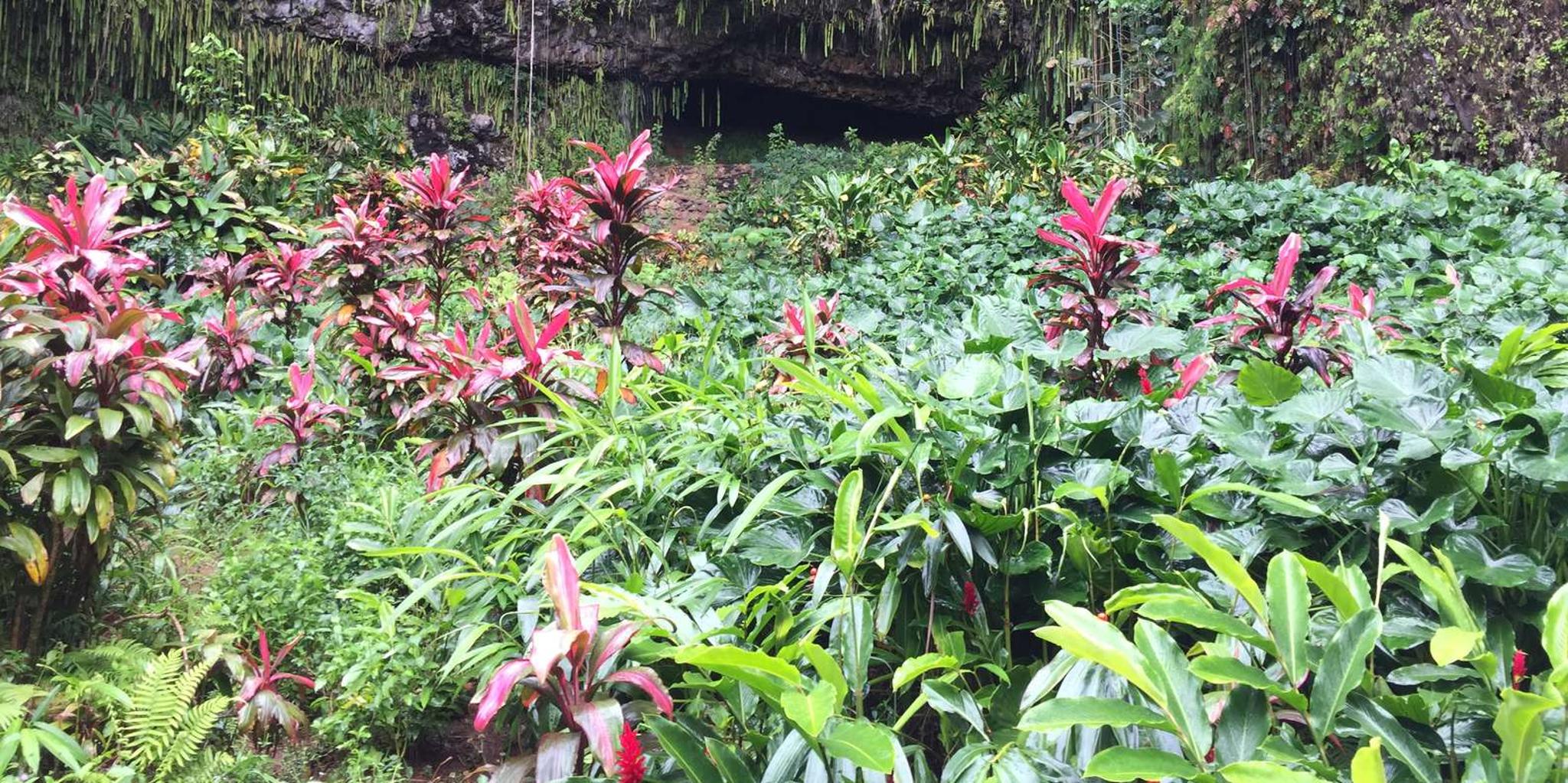 Kauai River Cruise and Lighthouse Tour - Image 3
