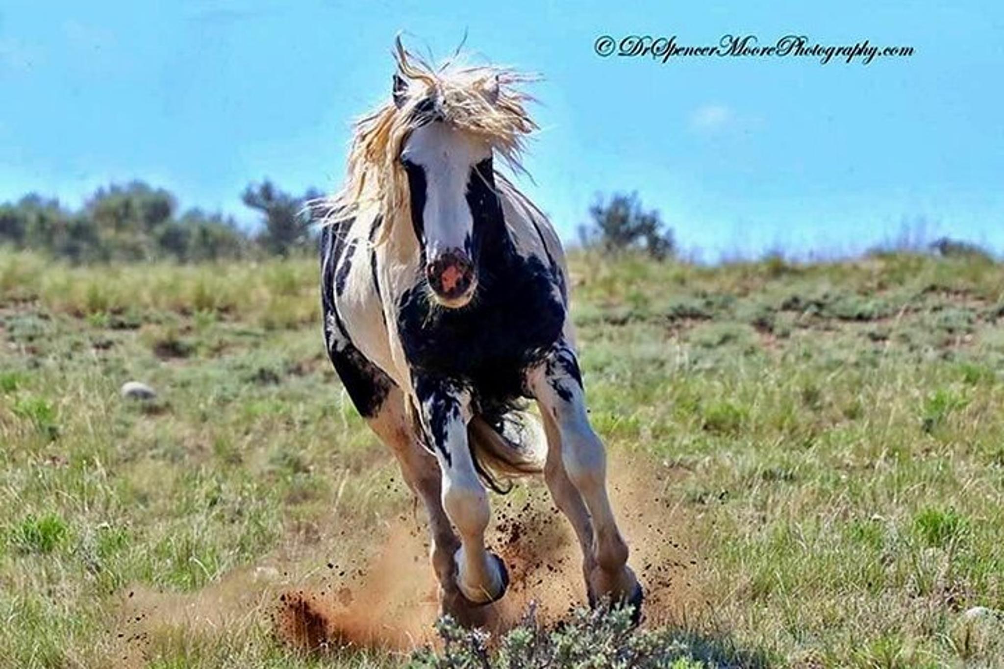 Cody Wild Mustang Safari - Image 5