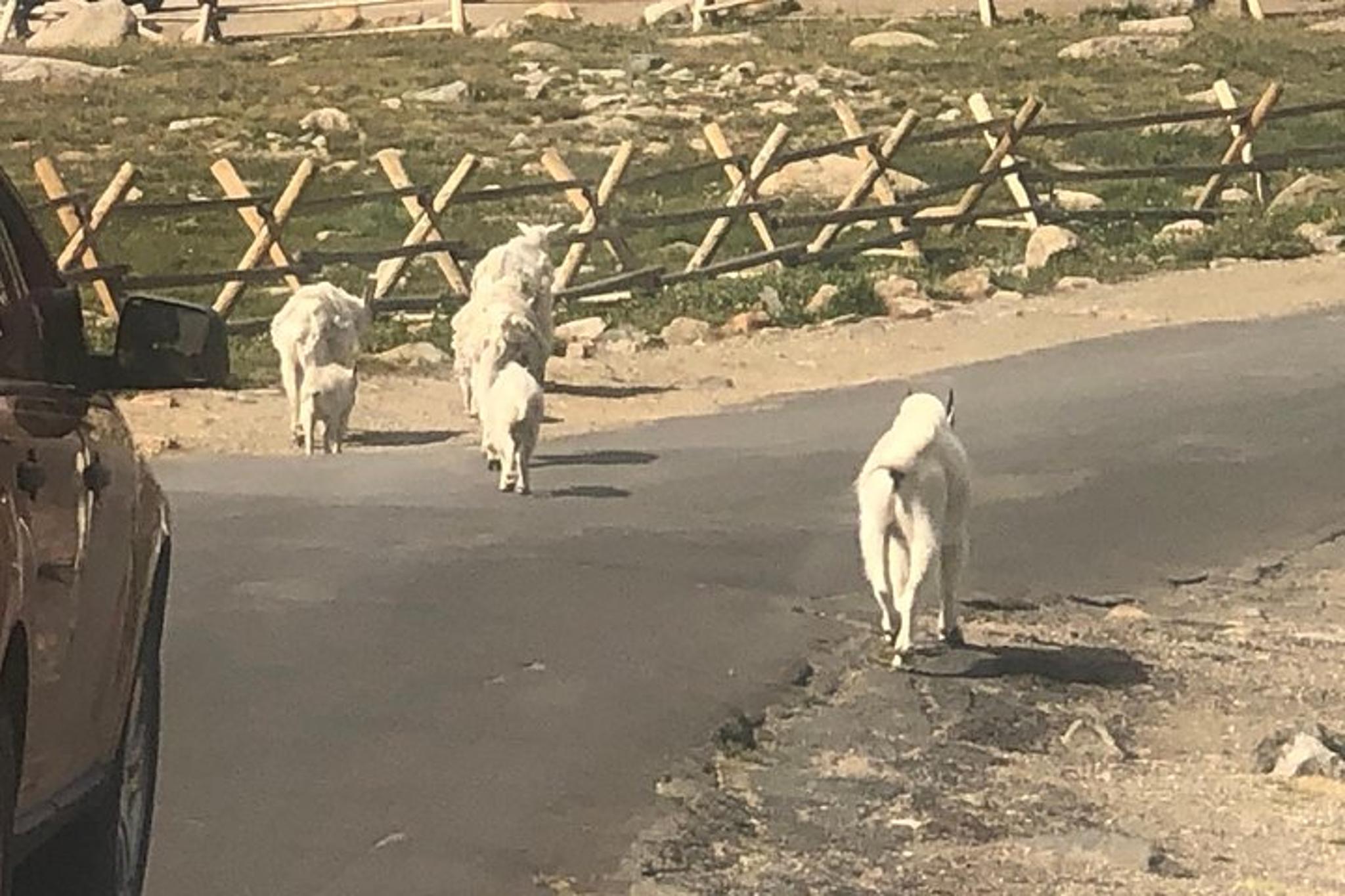 Denver Red Rocks and Mount Evans Private Tour - Image 4