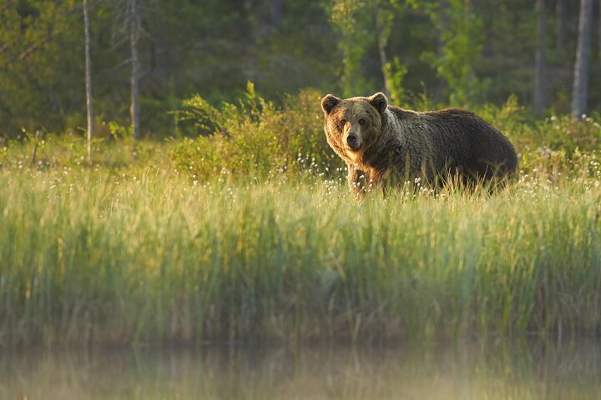 Grand Teton Wildlife Safari at Sunrise - Image 5
