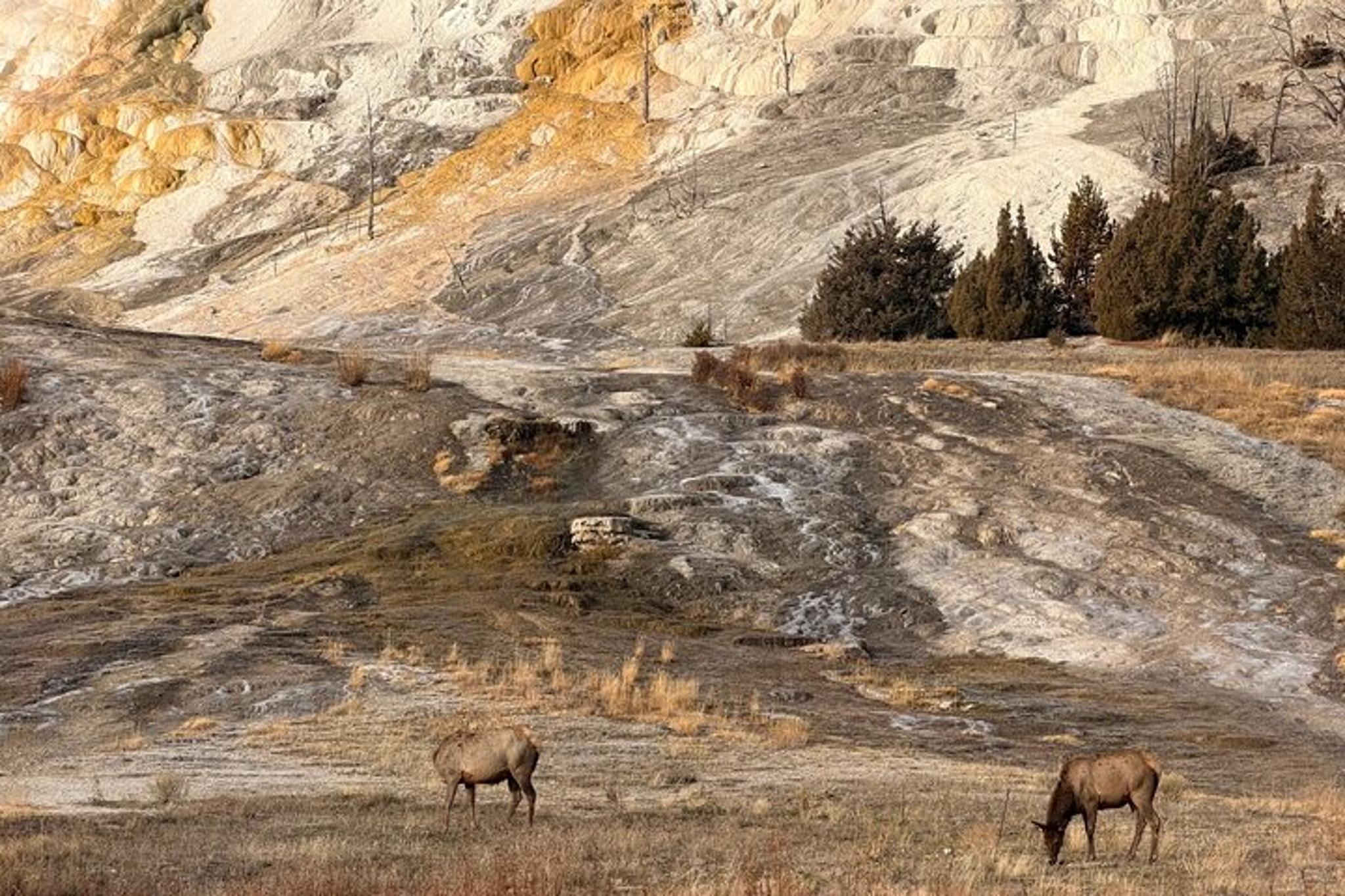 Yellowstone National Park Private Guided Tour - Image 3