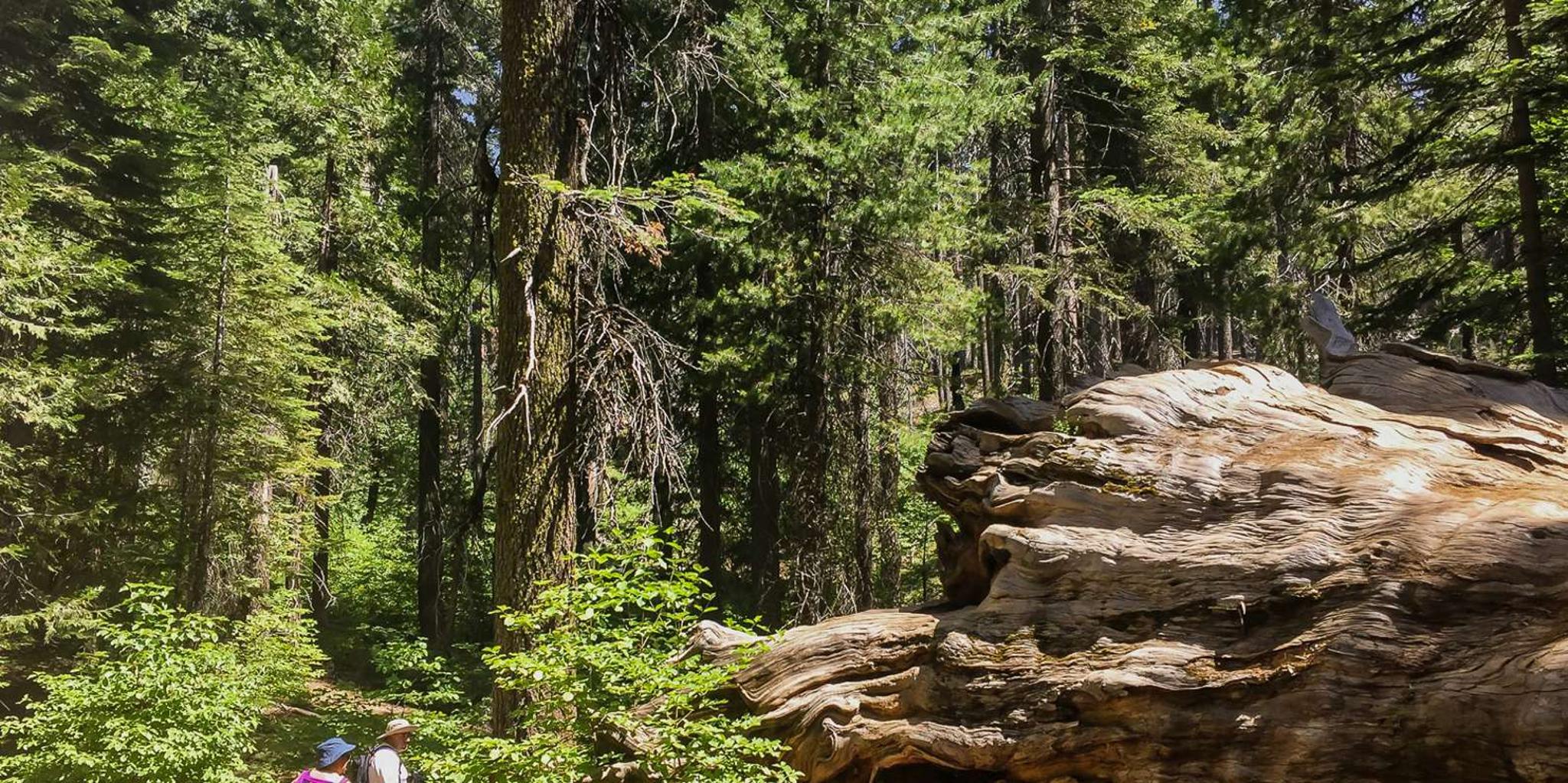 San Francisco Yosemite Giant Sequoias Day Tour - Image 5