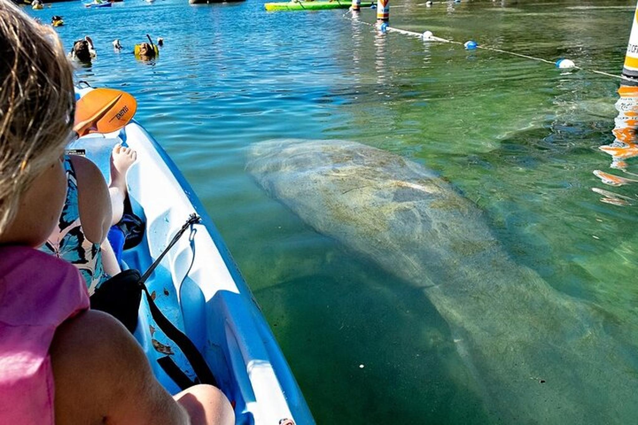 Crystal River Manatee Kayak Encounter - Image 5