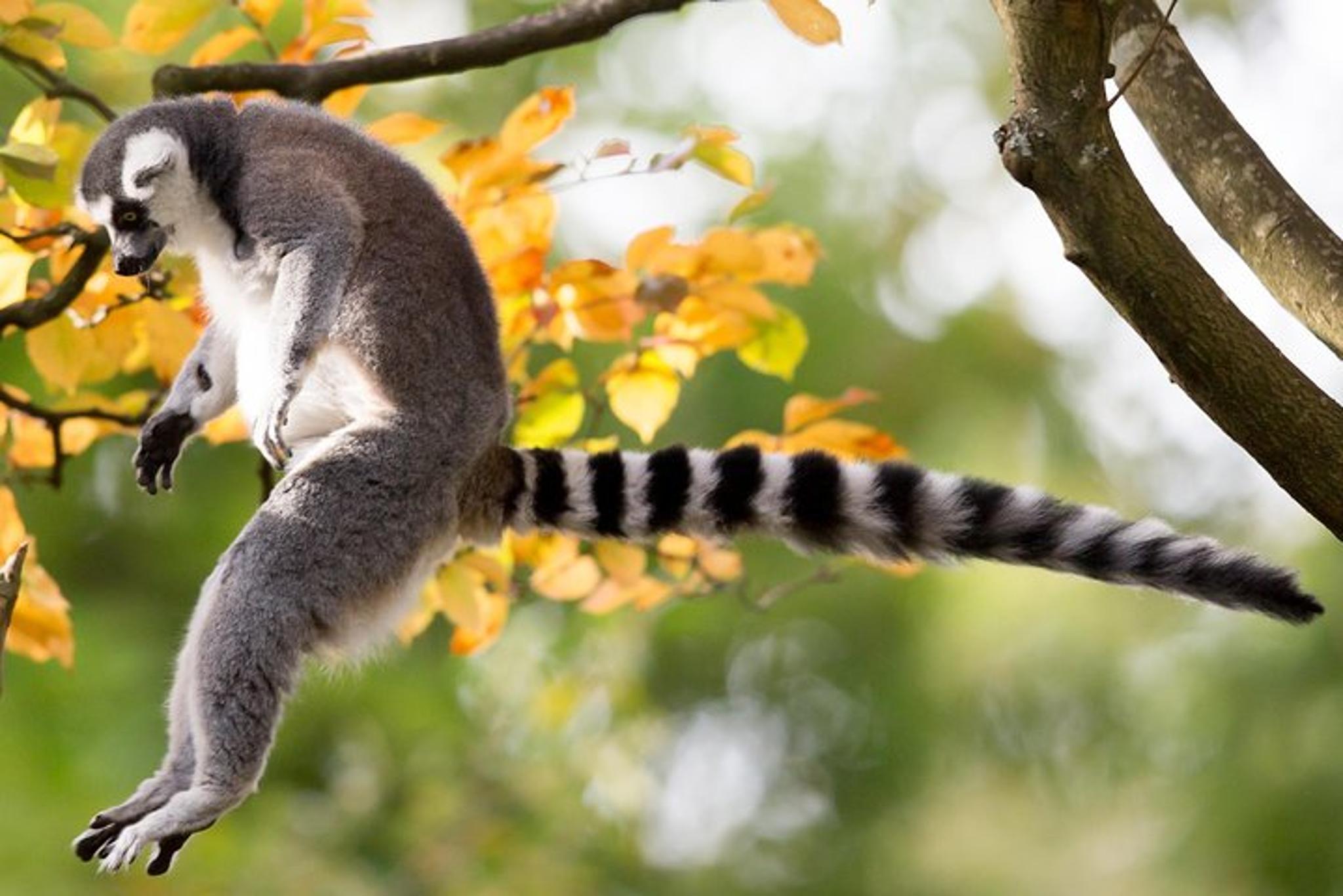 Seattle Woodland Park Zoo Admission - Image 6