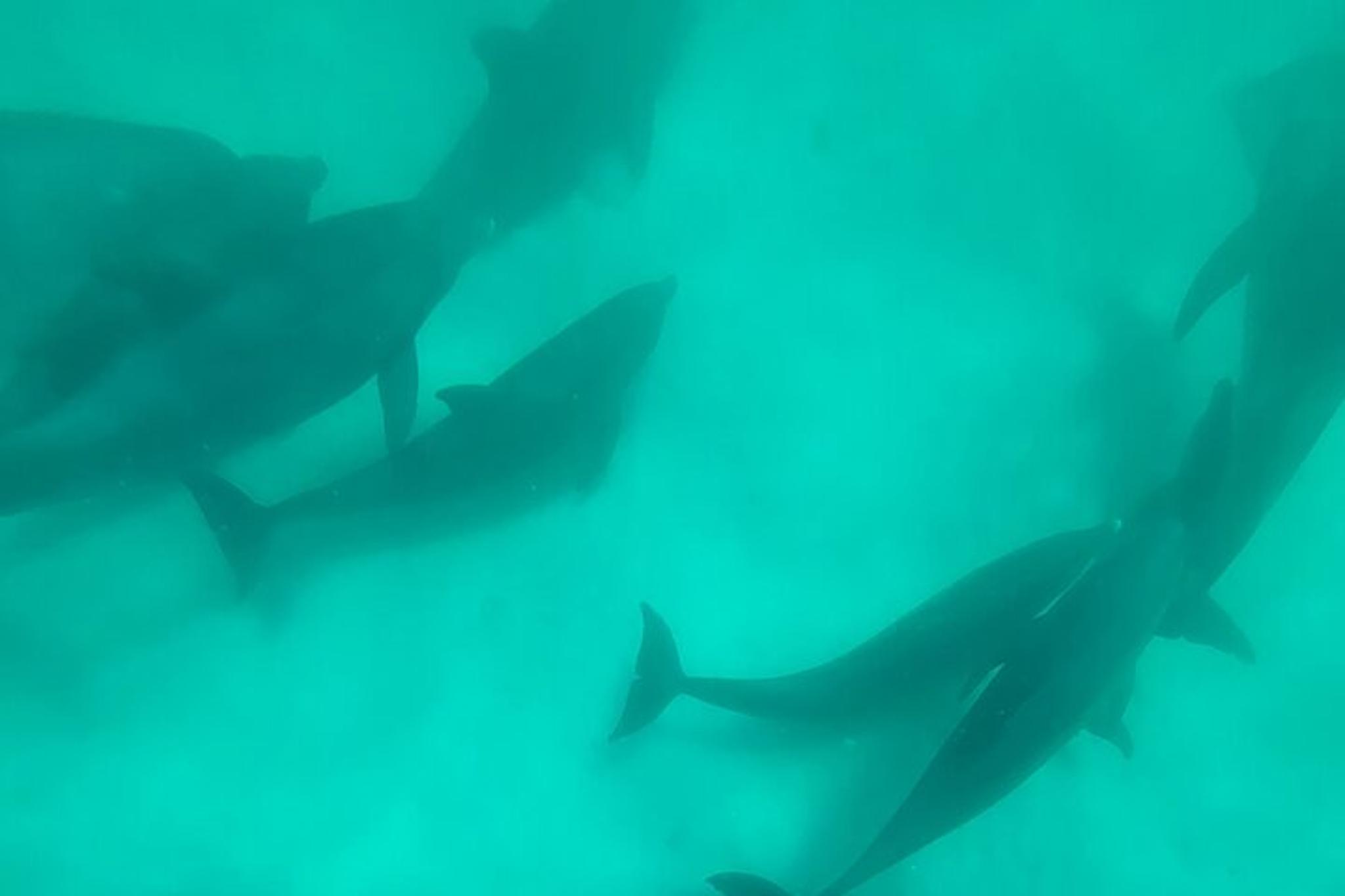 Panama City Eco Dolphin Tour - Image 2