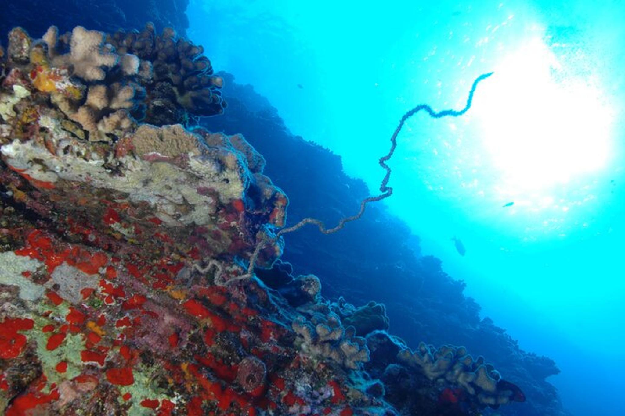 Maui 3-Tank Dive at Molokini Crater - Image 4
