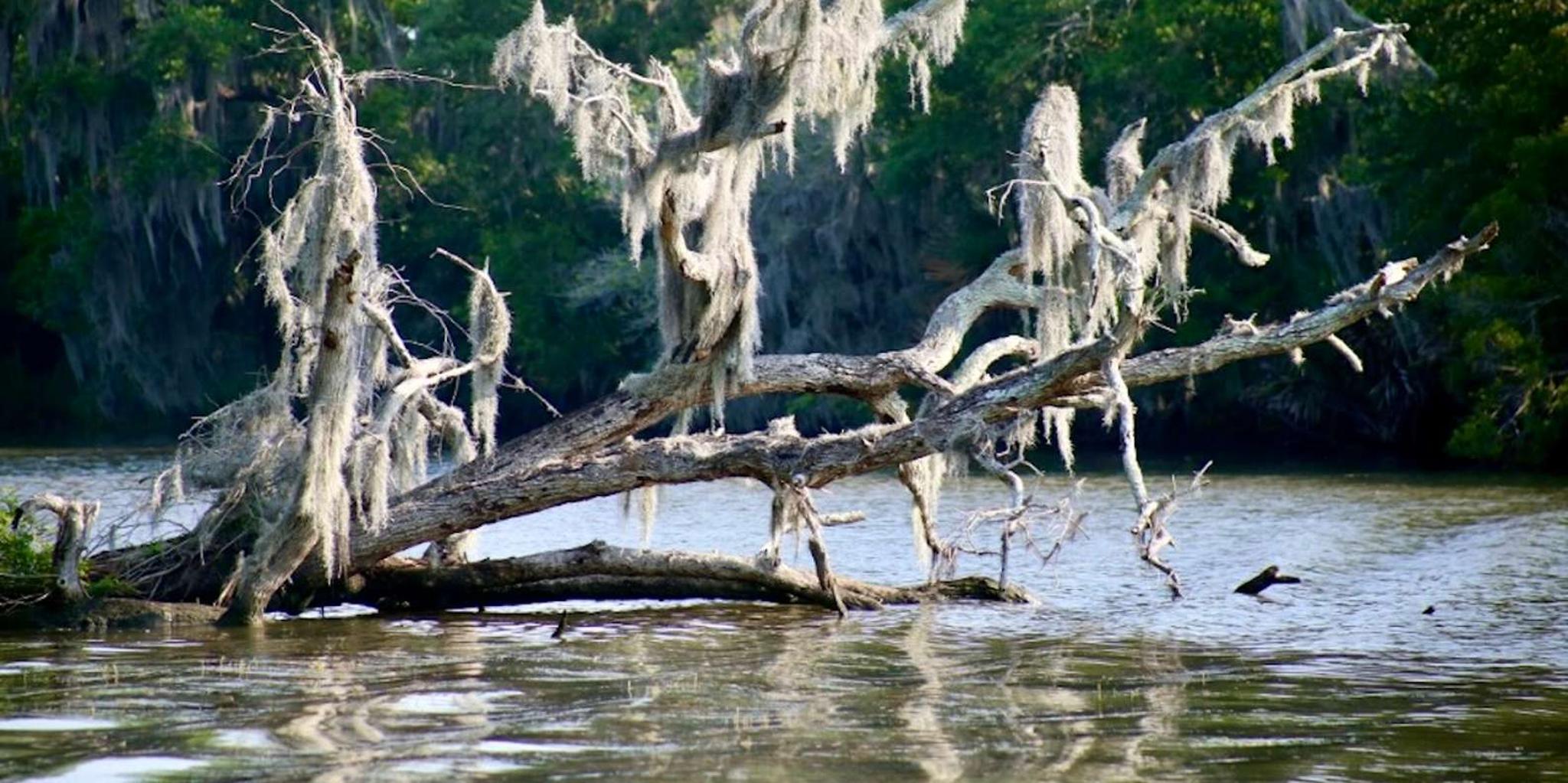 New Orleans Bayou Pontoon Boat Tour - Image 6