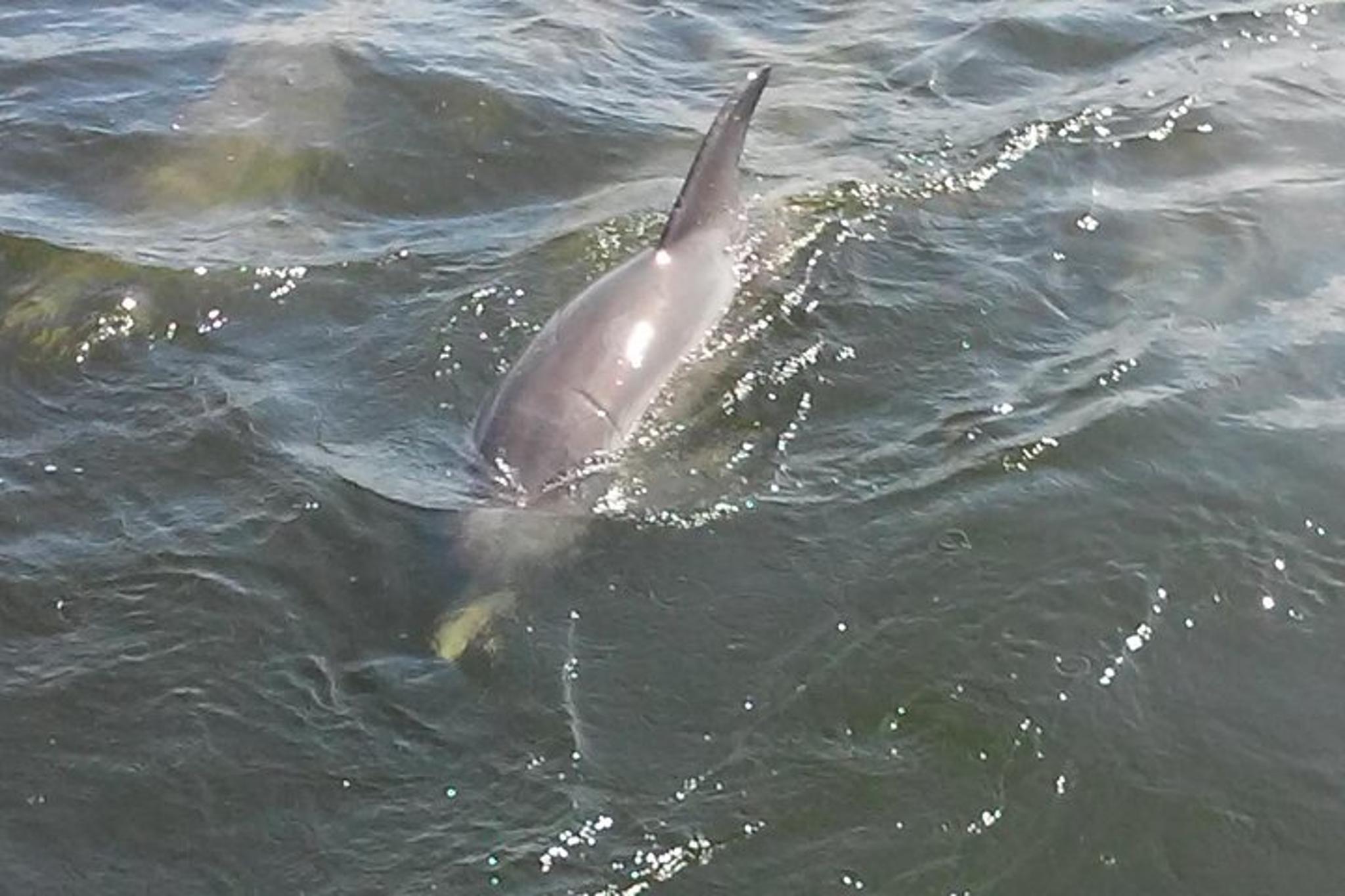 Tampa Dolphin Sightseeing Cruise 1.5 hr - Image 5