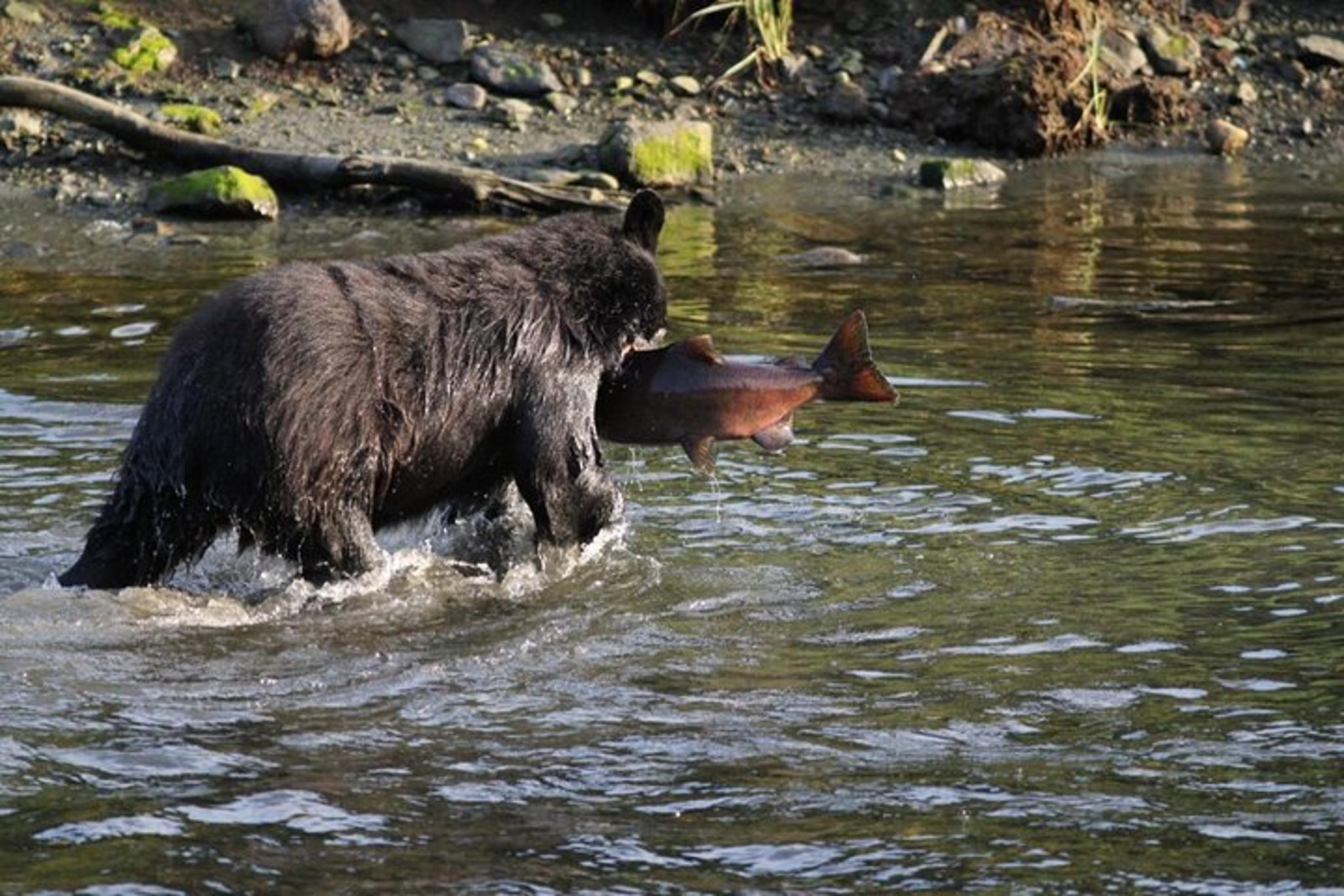 Ketchikan Black Bear Boat Expedition