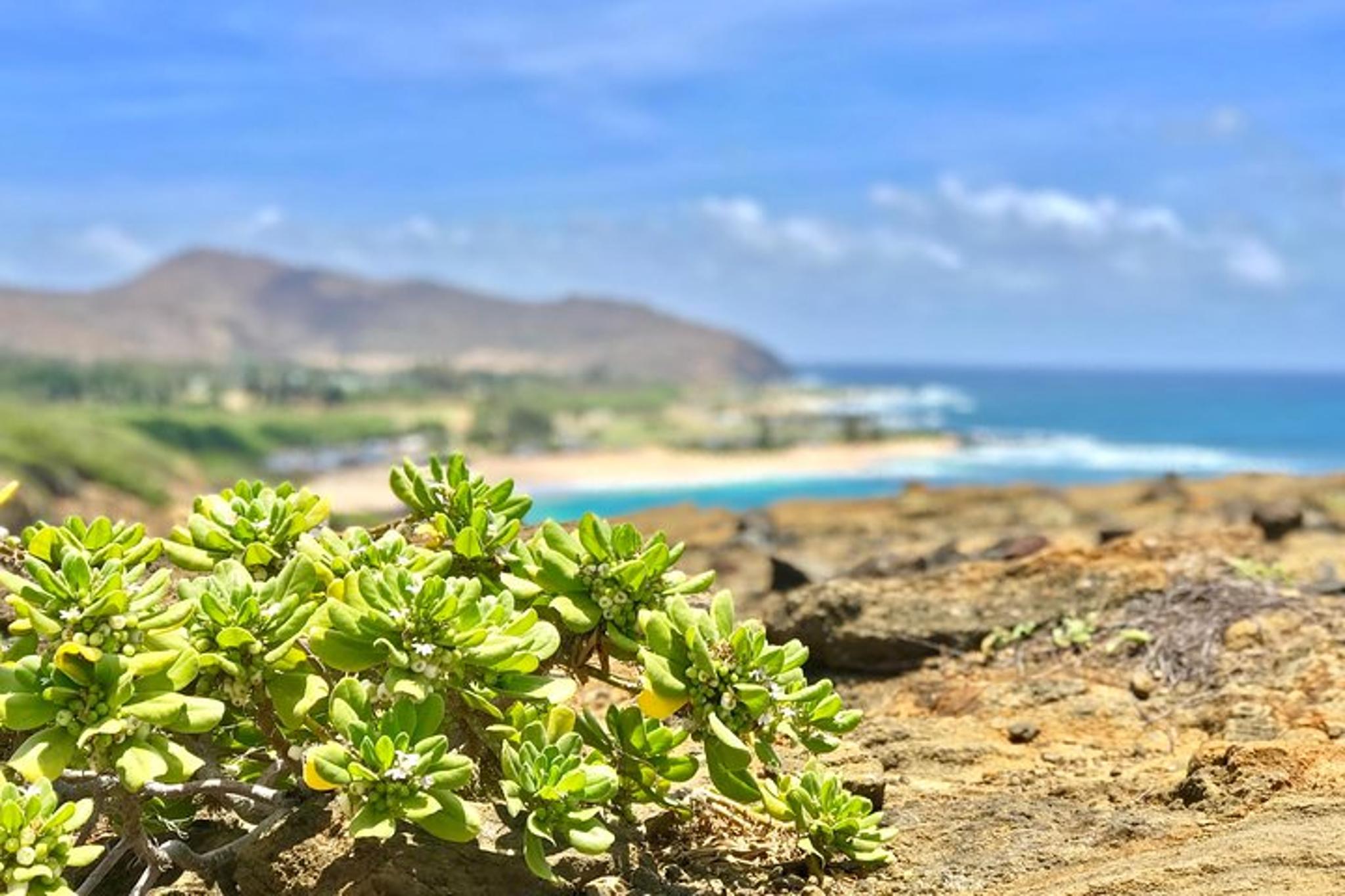 Oahu Private Circle Island Tour