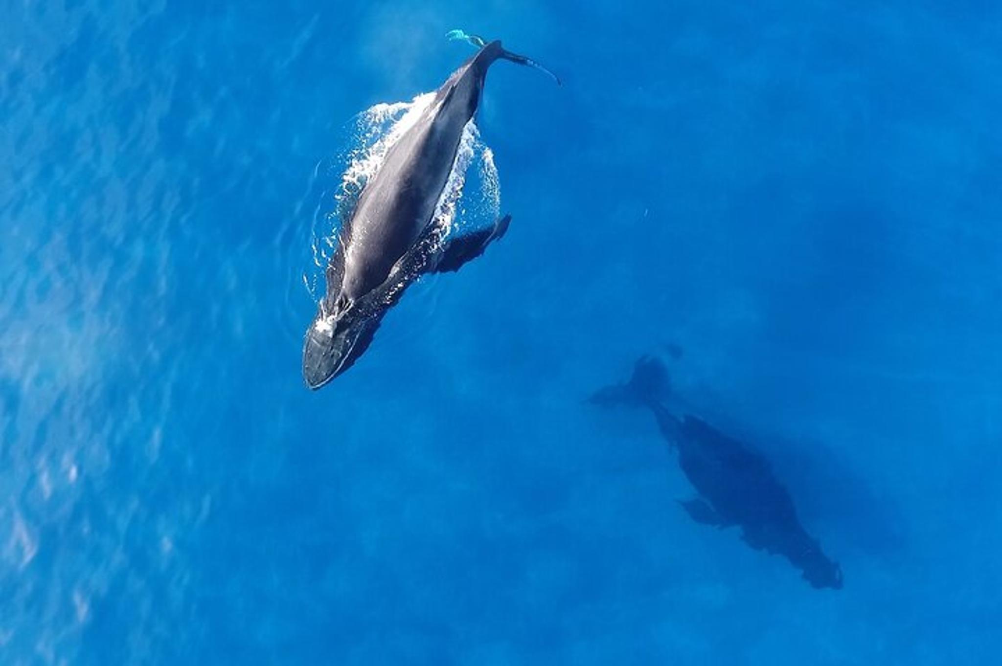 Waikiki Whale Watching Cruise with Snack - Image 1
