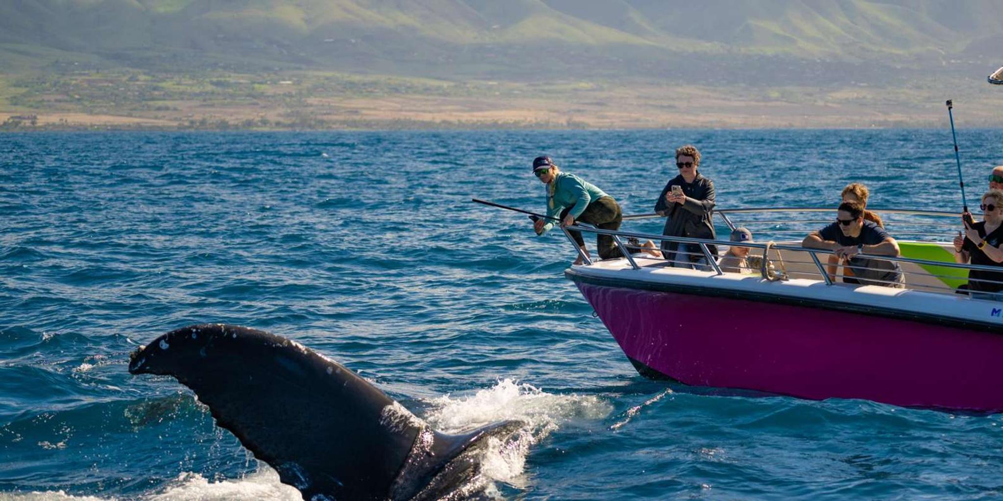 Lahaina Whale Watching Tour