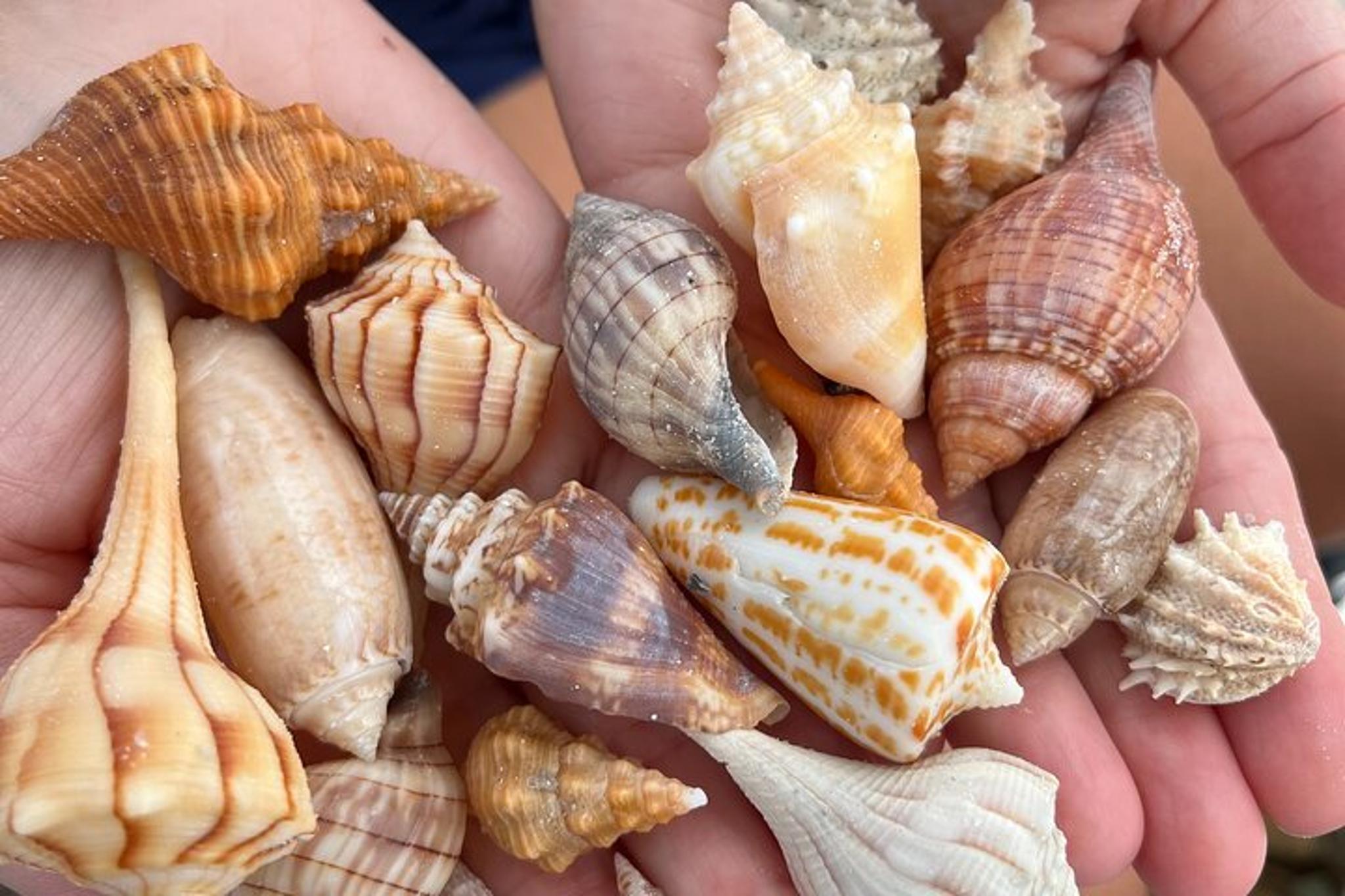 Marco Island Shelling Adventure 4 Hours - Image 2