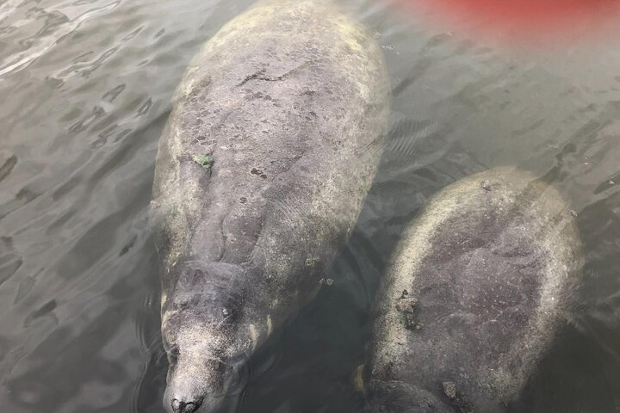 Palm Bay Dolphin and Manatee Tour 2 hr