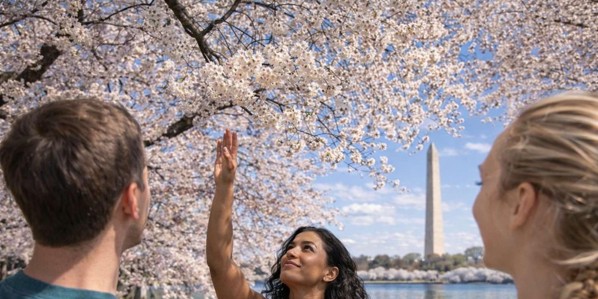 Washington, DC Cherry Blossom Cart Tour 2 hr - Image 2