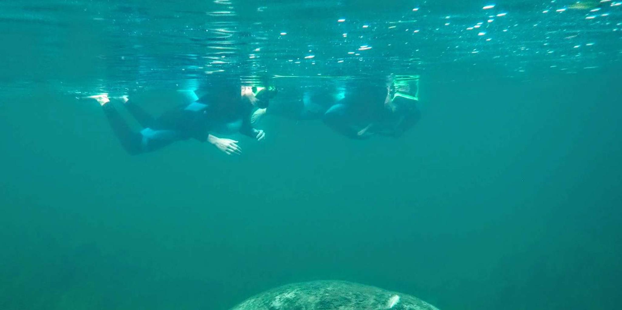 Crystal River Manatee Swim Tour with Photographer 3 hr - Image 5