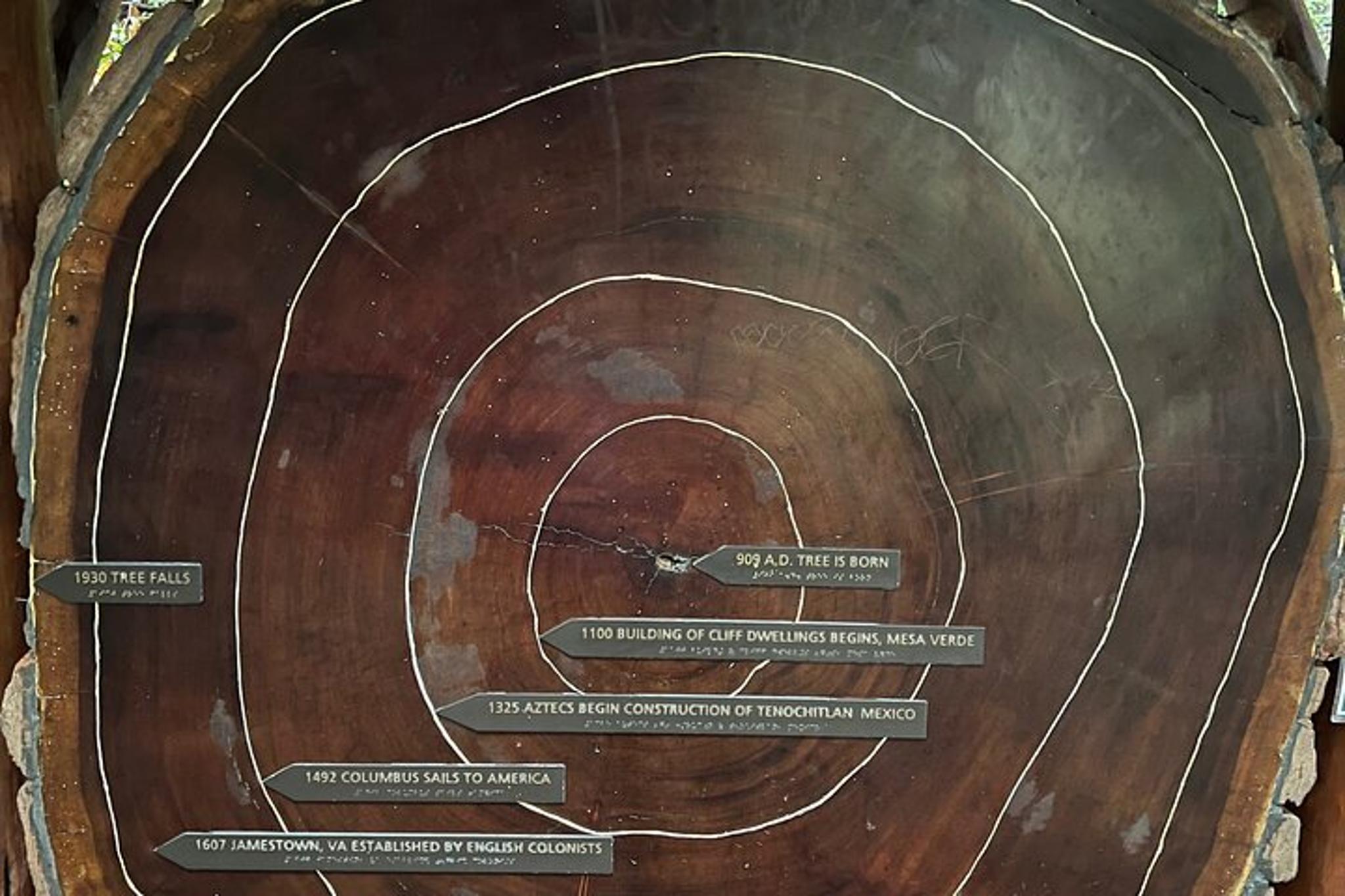 San Francisco Muir Woods and Sausalito Tour - Image 2