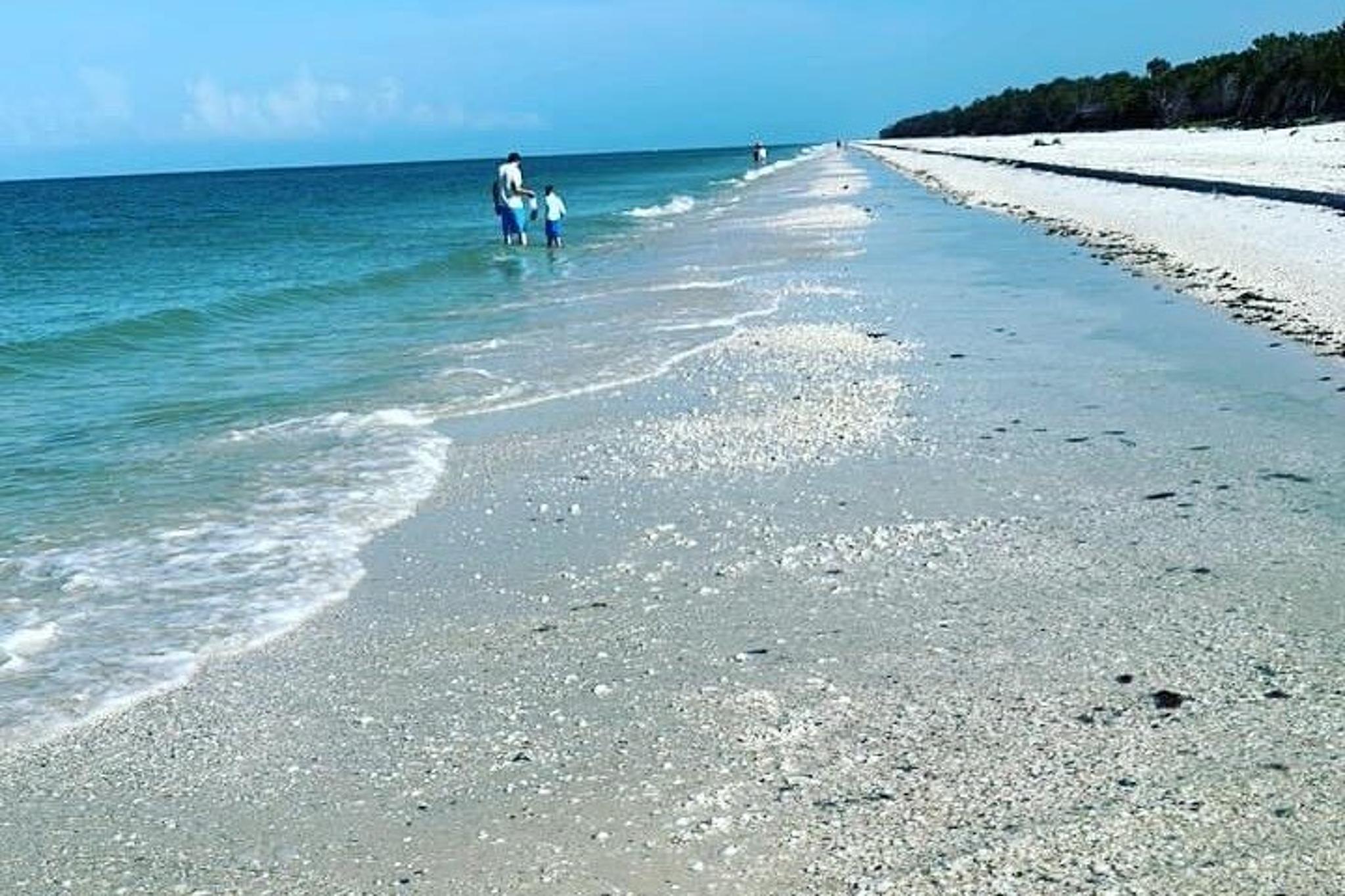Naples Shelling and Beach Adventure 3 hr