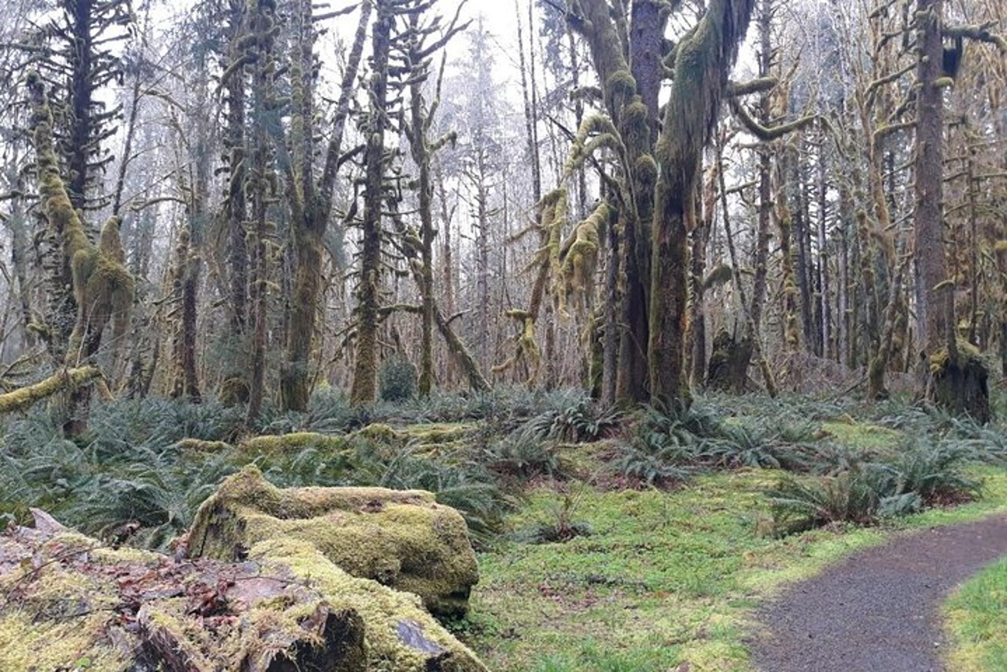 Olympic Peninsula Forest Tour - Image 3
