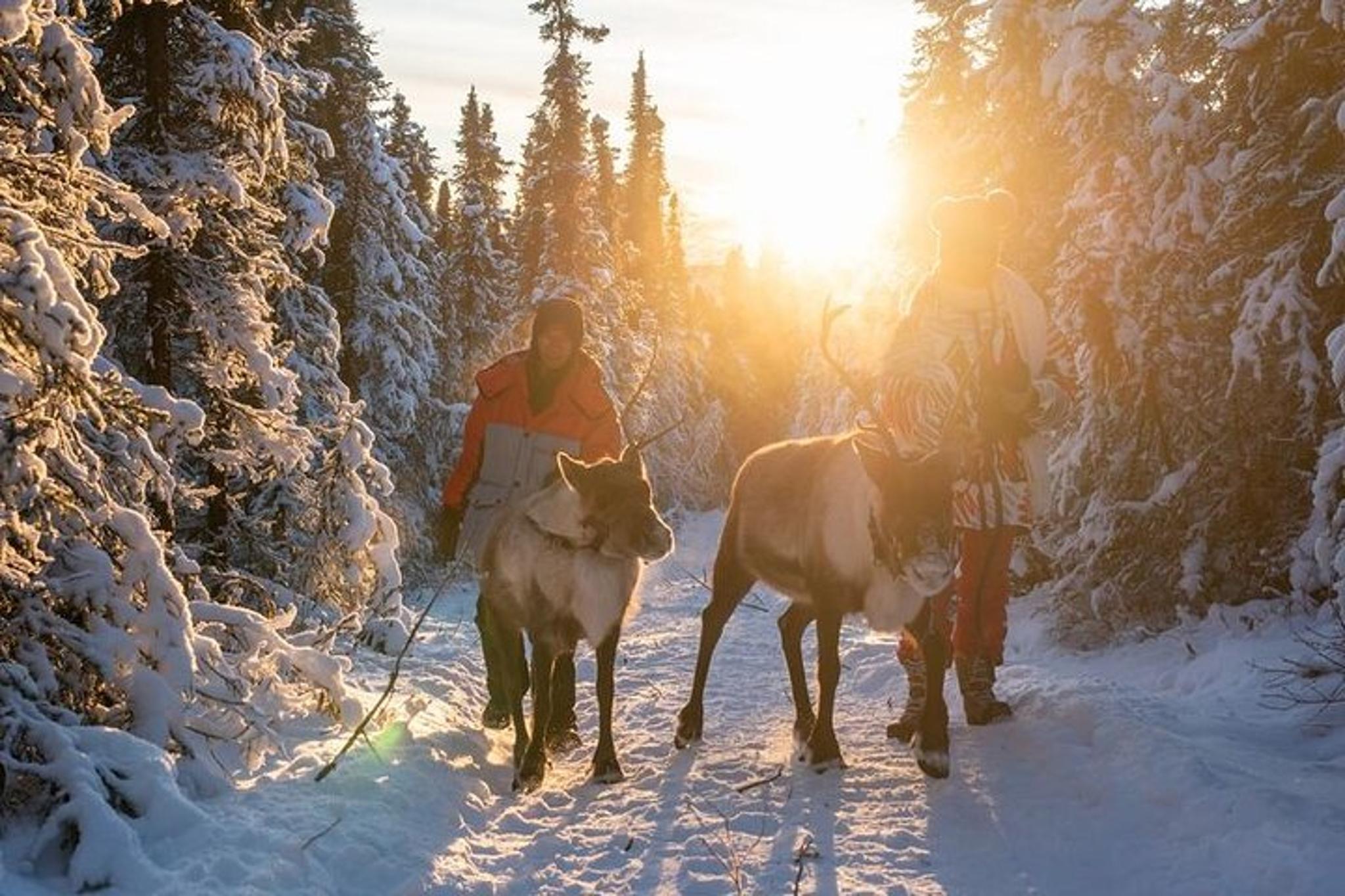 Fairbanks Reindeer Walking Experience 1 hr