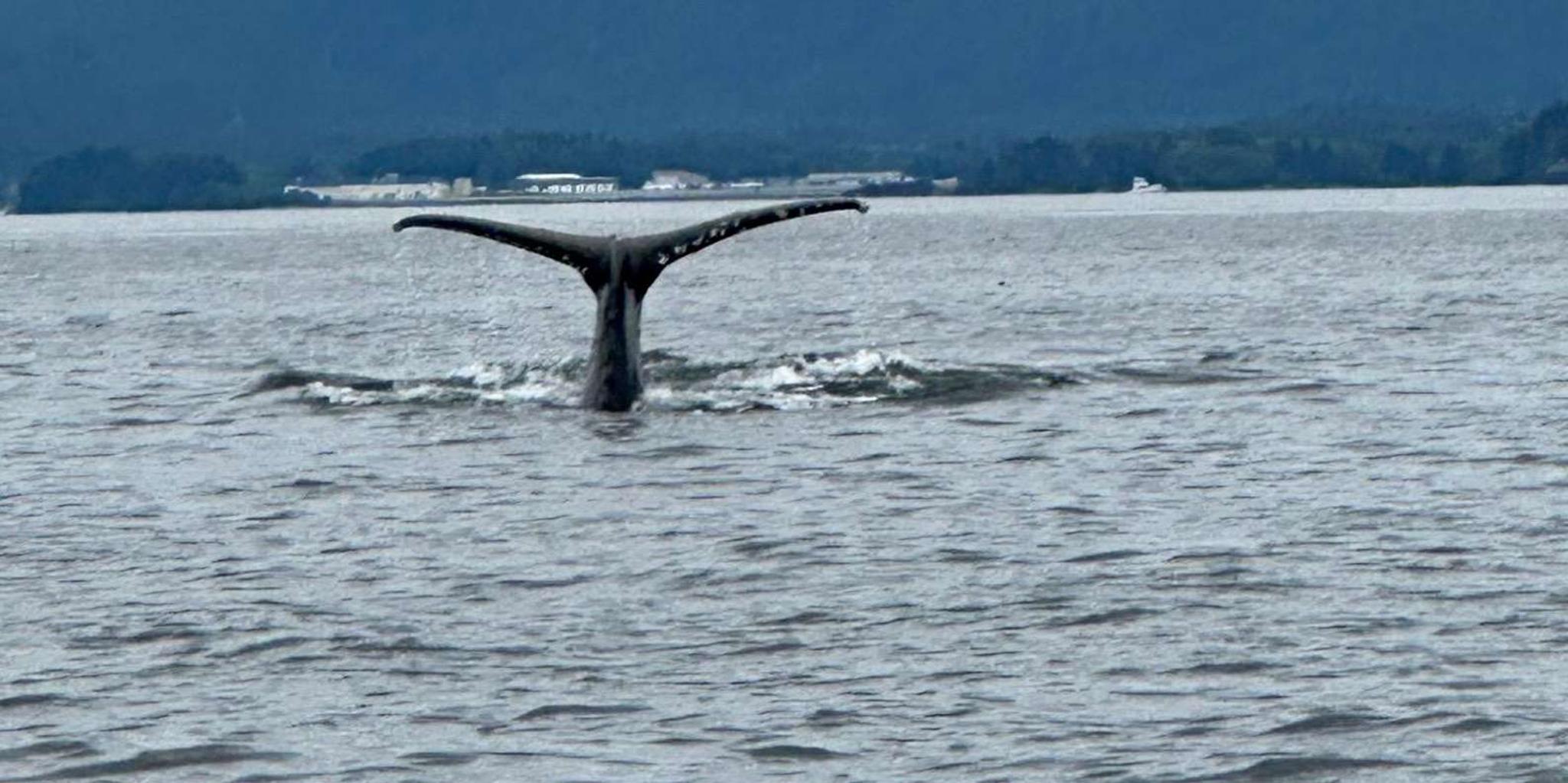 Sitka Wildlife and Whale Watching Tour for 6 - Image 5