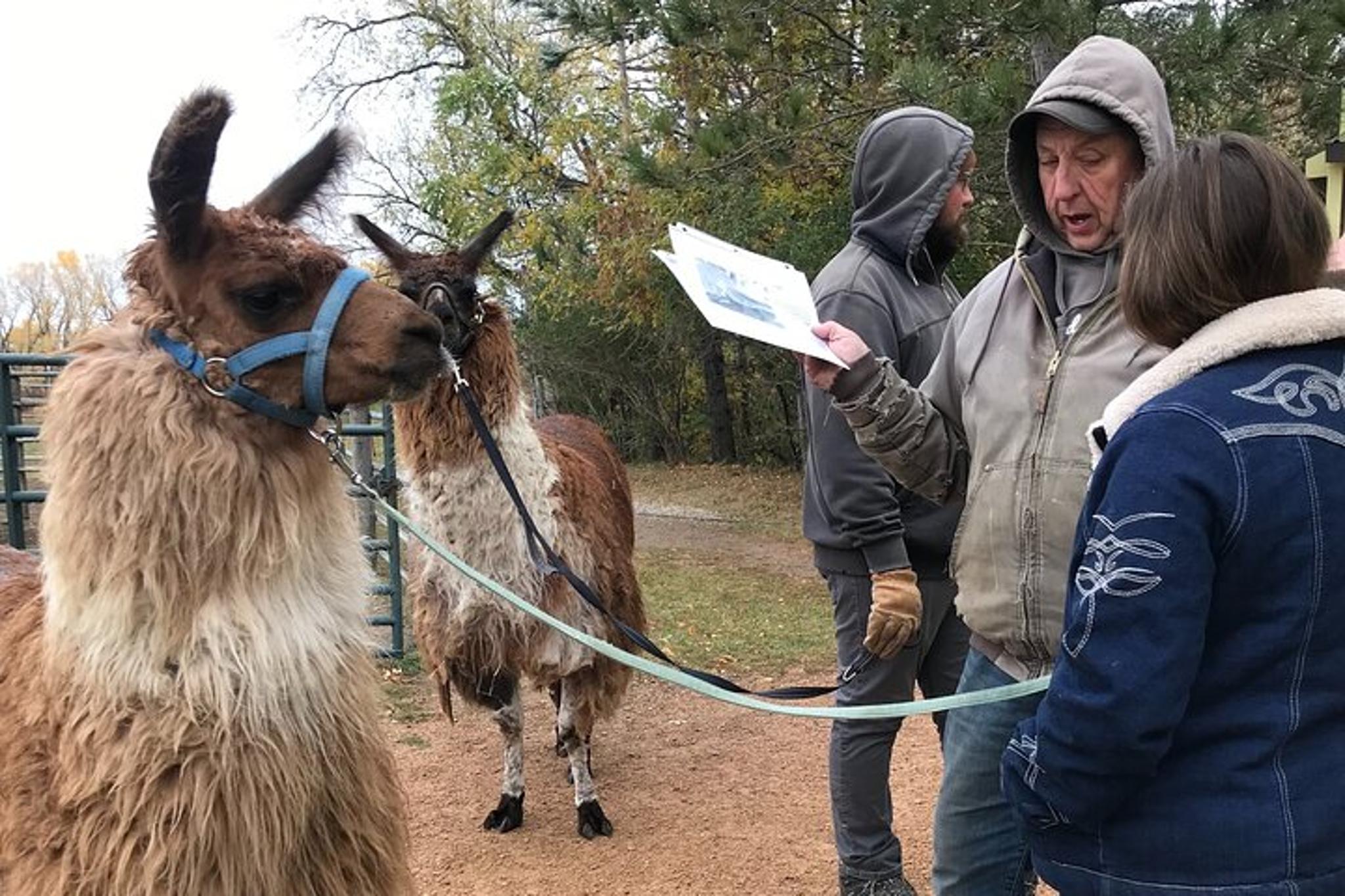 Montana Llama Encounter 60 min