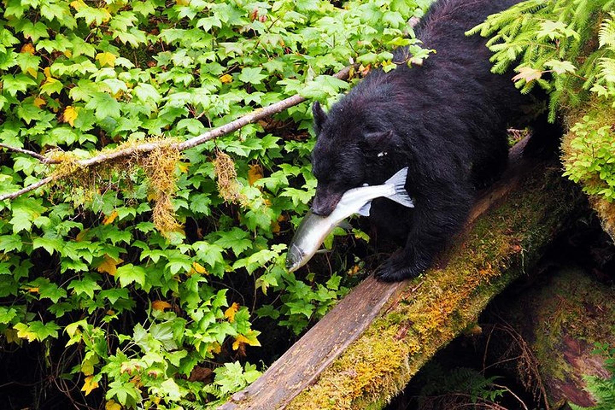 Ketchikan Bear Viewing Floatplane Tour - Image 2