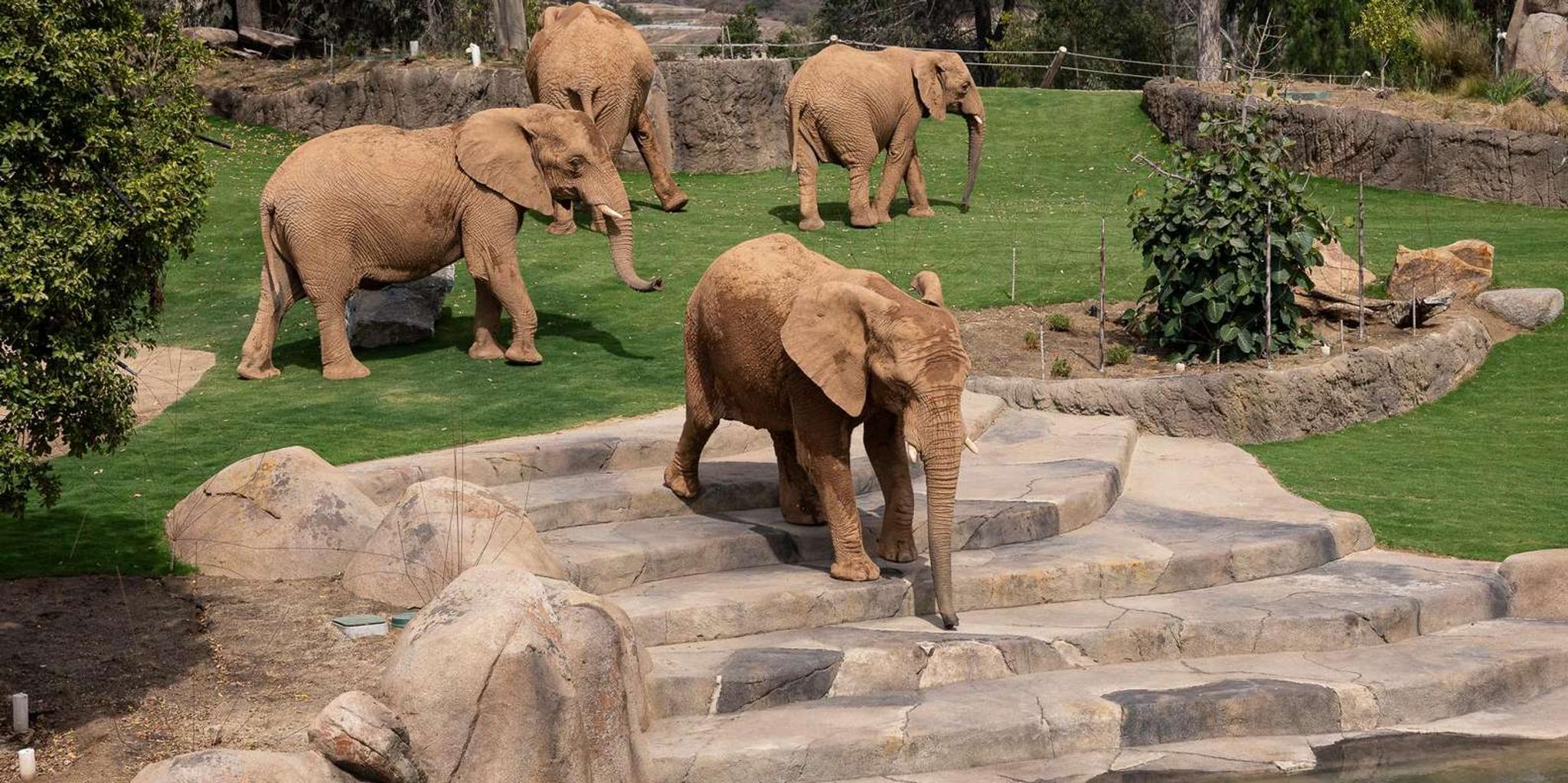 San Diego Zoo Admission Ticket - Image 3