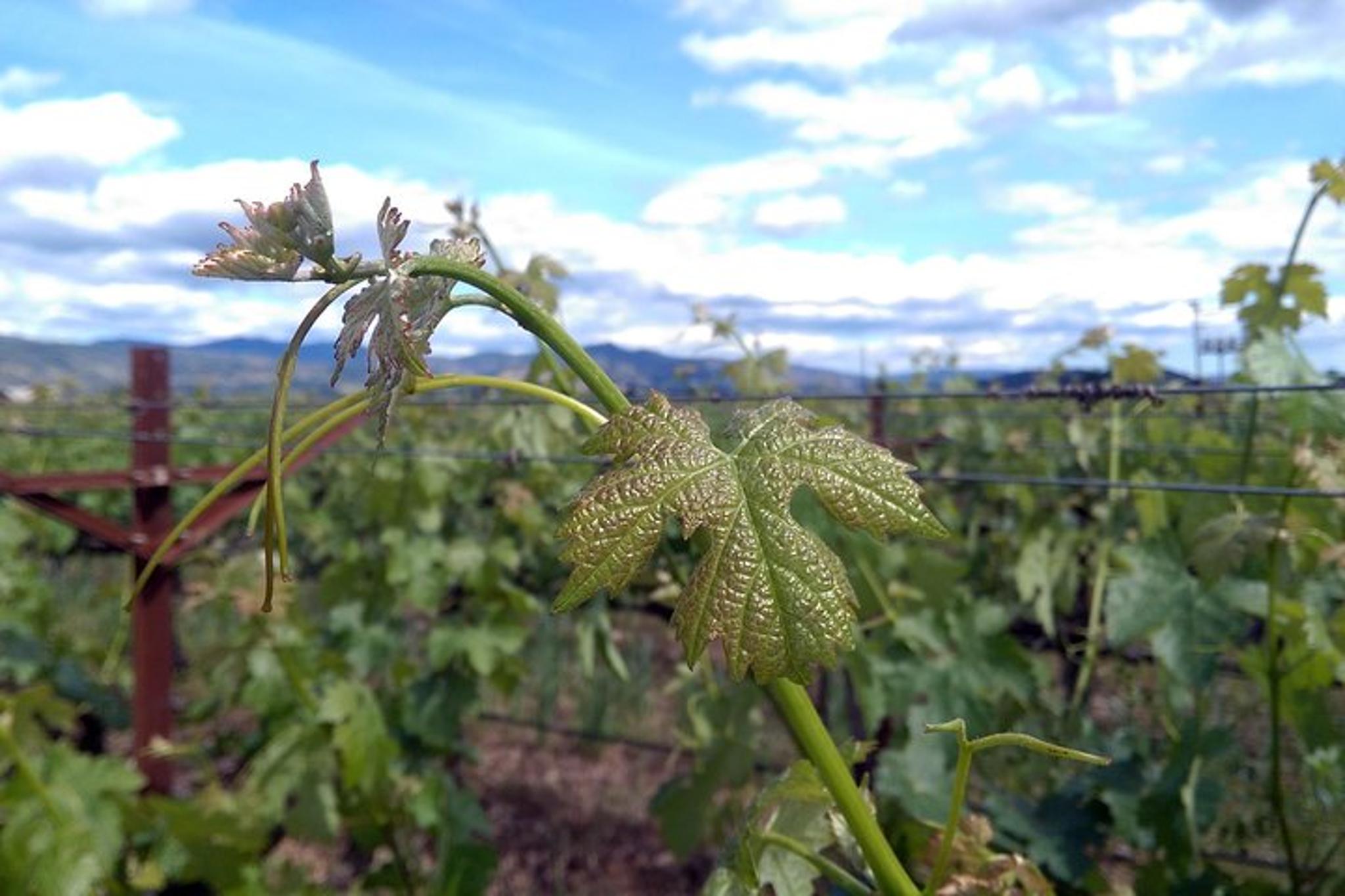 Napa Valley Wine Vineyard Tour - Image 4