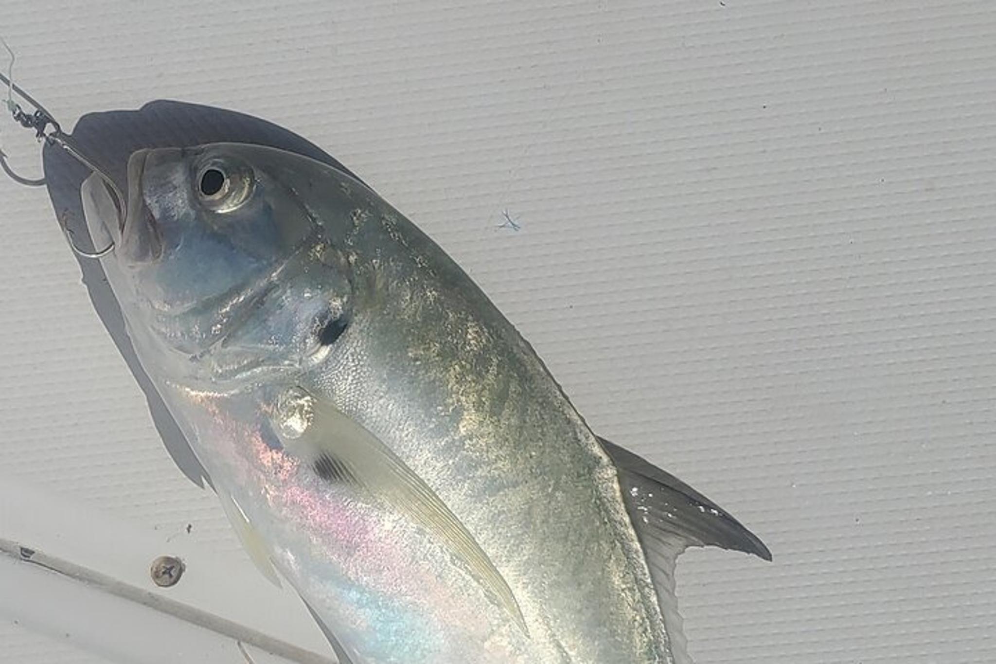 Englewood Offshore Fishing Charter - Image 4