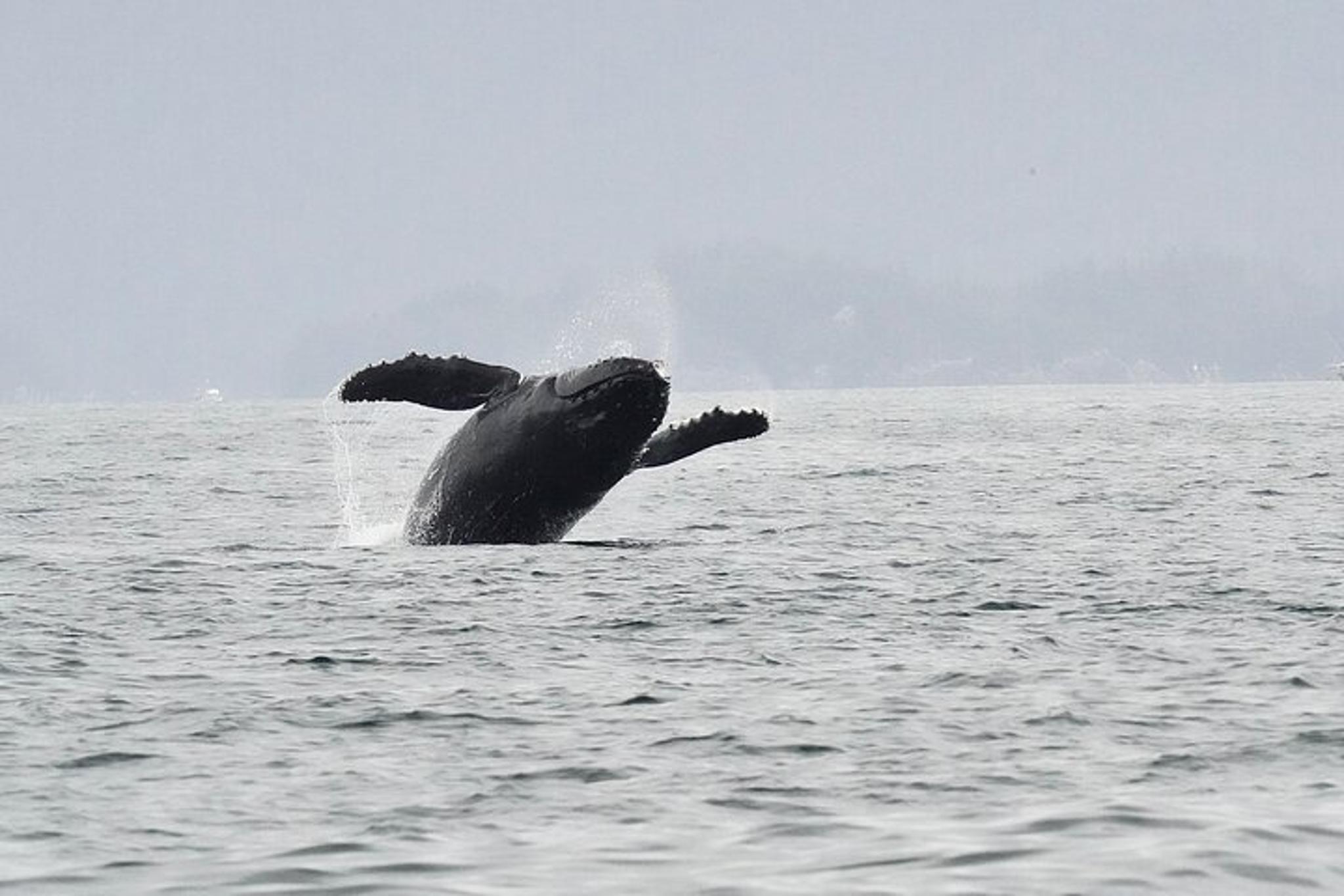 Sitka Whale Watching and Wildlife Tour - Image 6