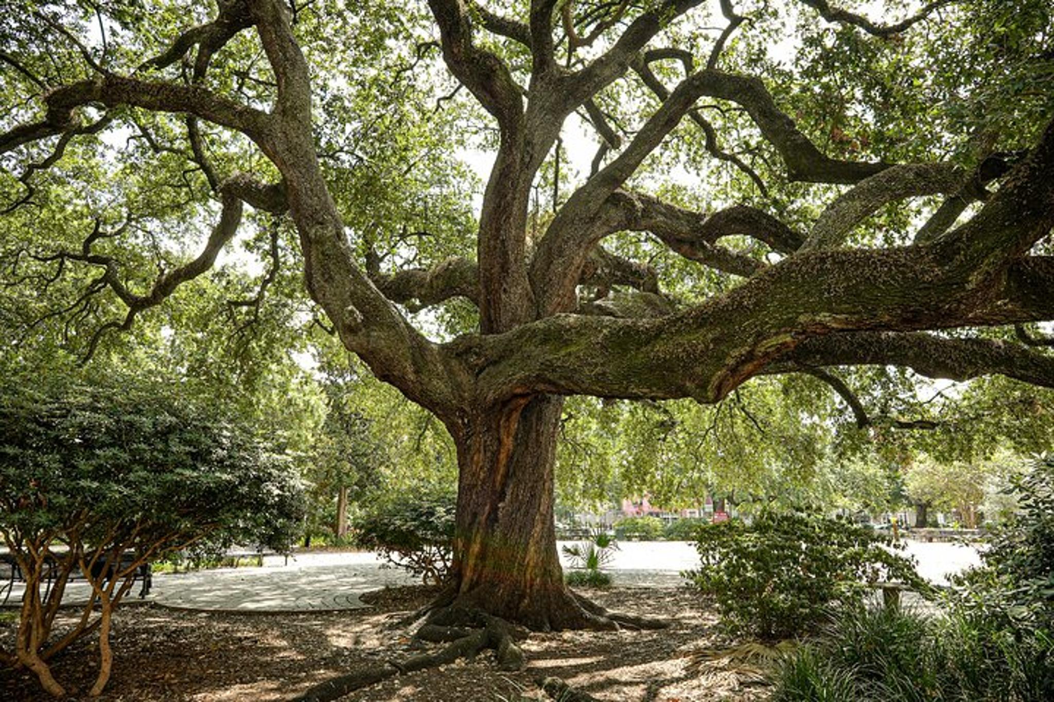 New Orleans Voodoo Walking Tour 90 Min - Image 3