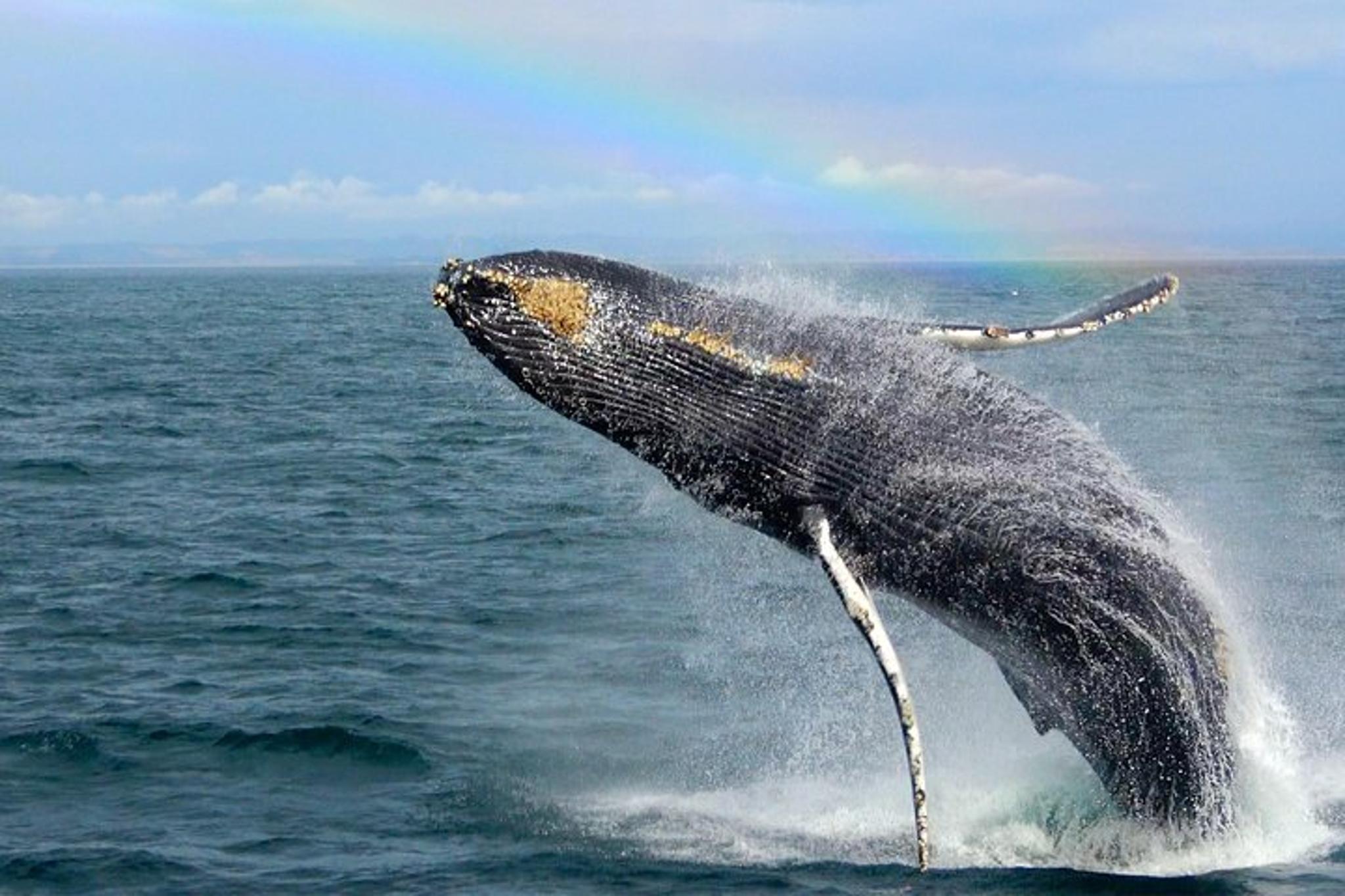 Monterey Whale Watching Tour