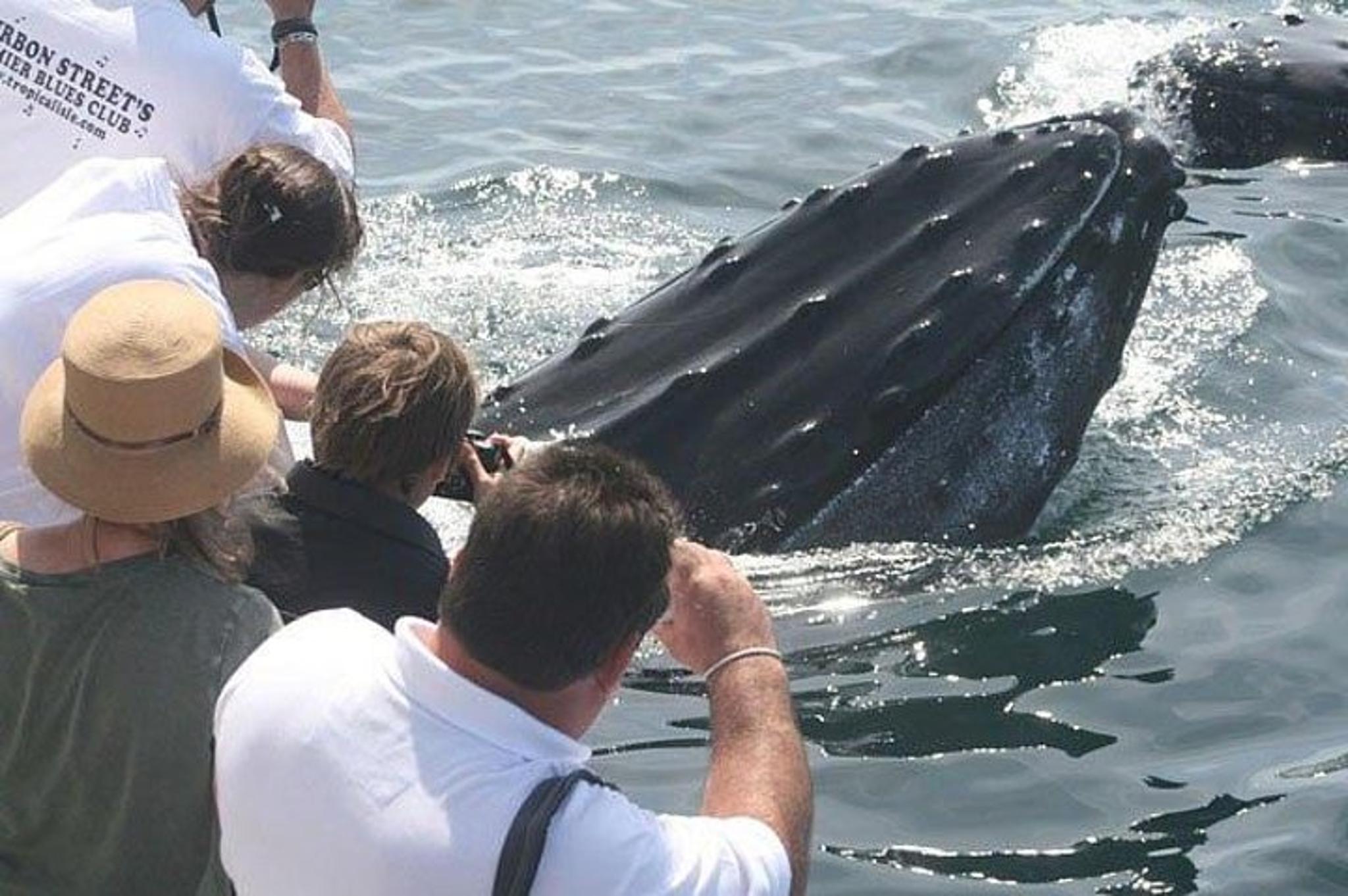 Gloucester Whale Watching Tour - Image 3