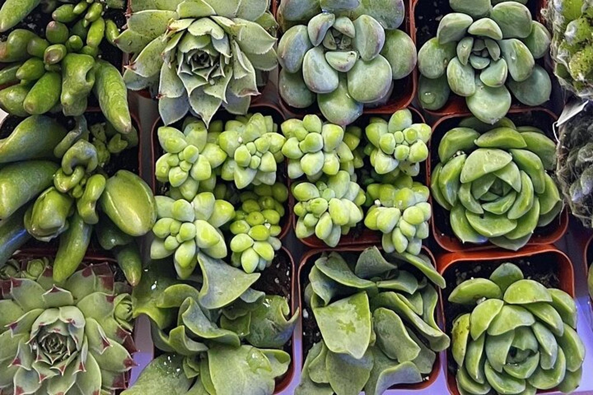 New York Terrarium Making Experience with Cats 2 hr - Image 1