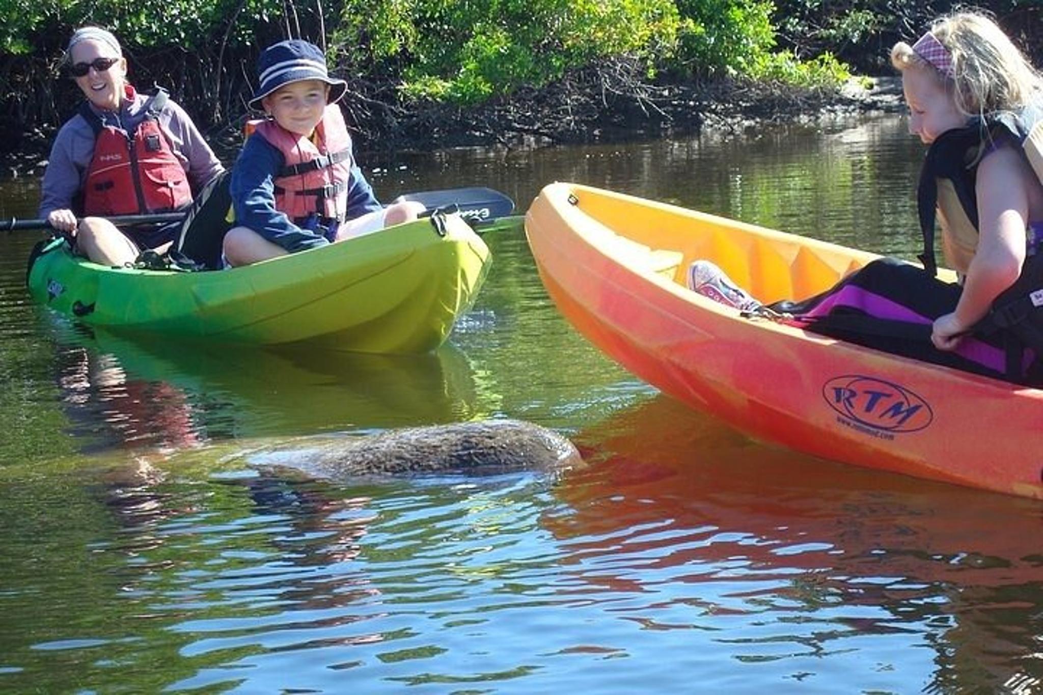 Pelican Bay Kayak Dolphin Eco Tour - Image 5
