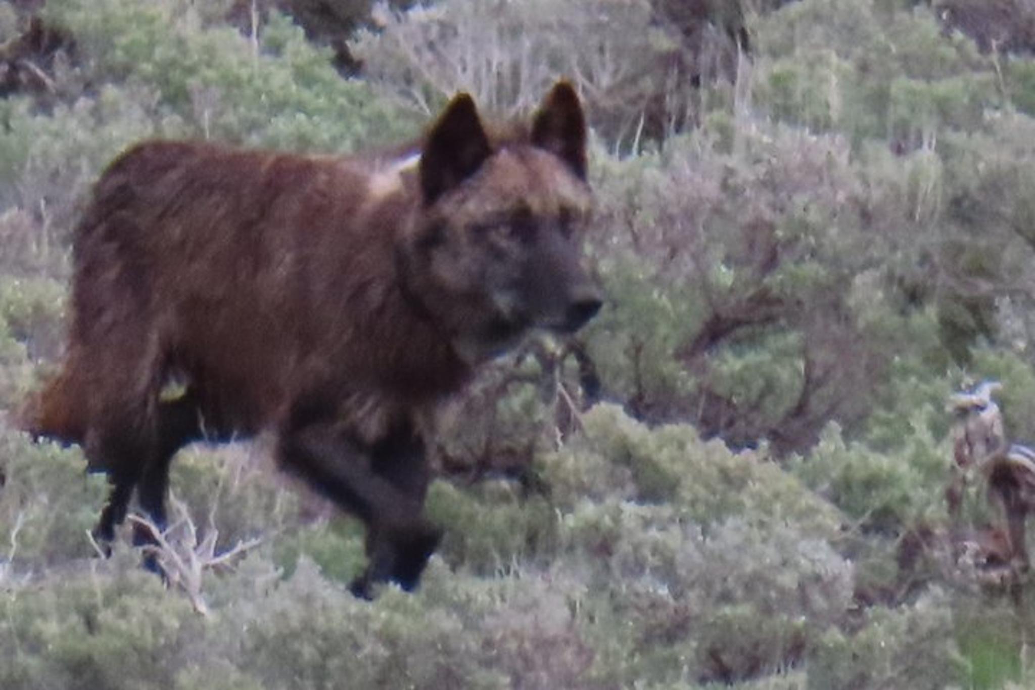 Yellowstone Lamar Valley Safari Hiking Tour with Lunch - Image 6