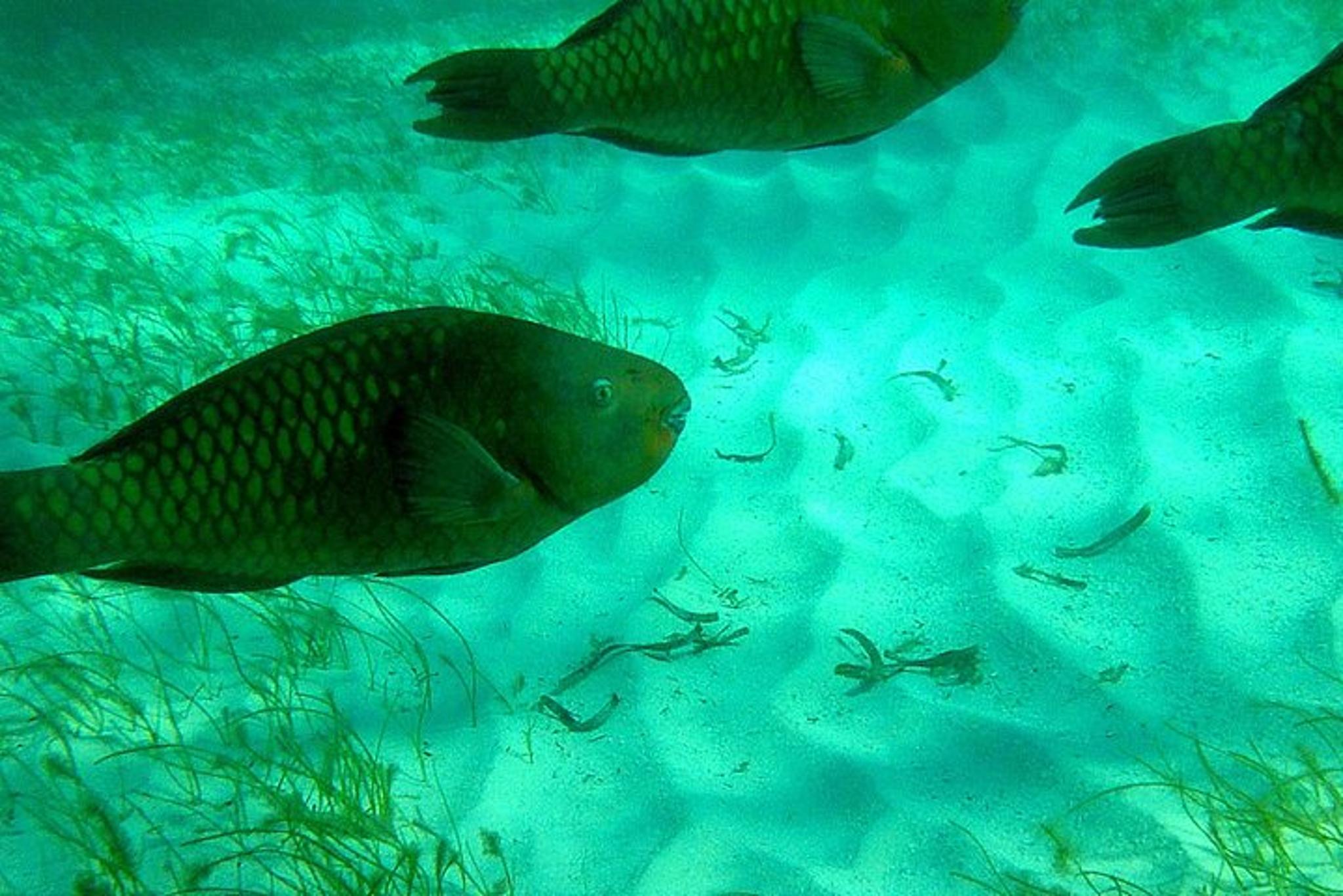 Key Largo Private Snorkel Tour - Image 4