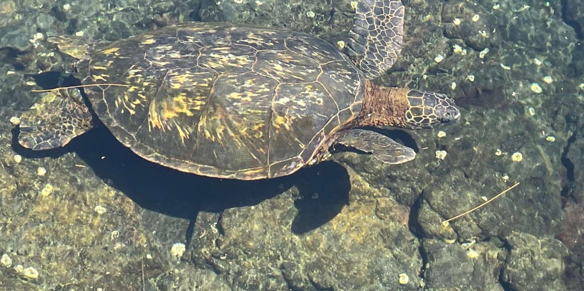 Hilo Snorkel Tour with Sea Turtles and Black Sand Beach - Image 6