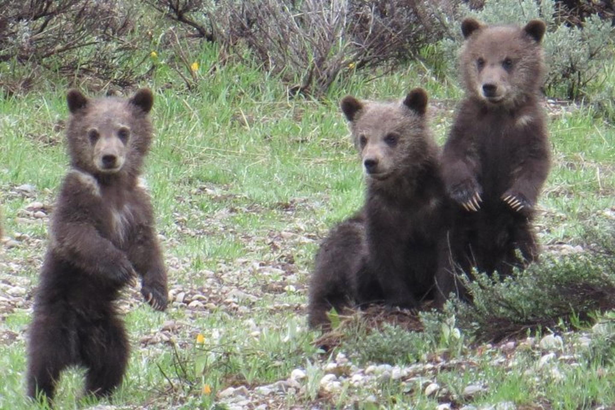 Jackson Hole Grand Teton National Park Private Tour - Image 2