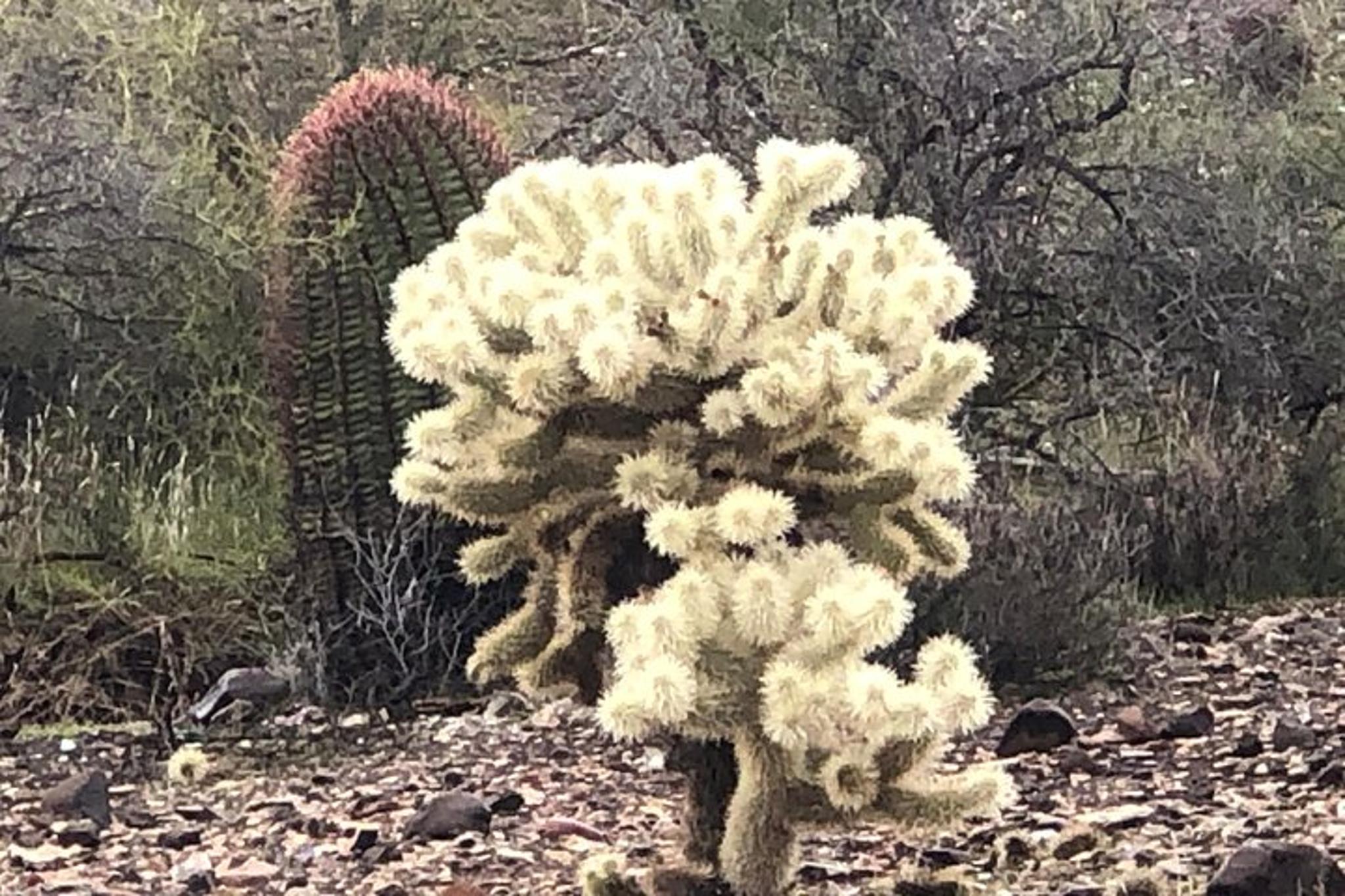 Arizona Horseback Trail Ride - Image 4