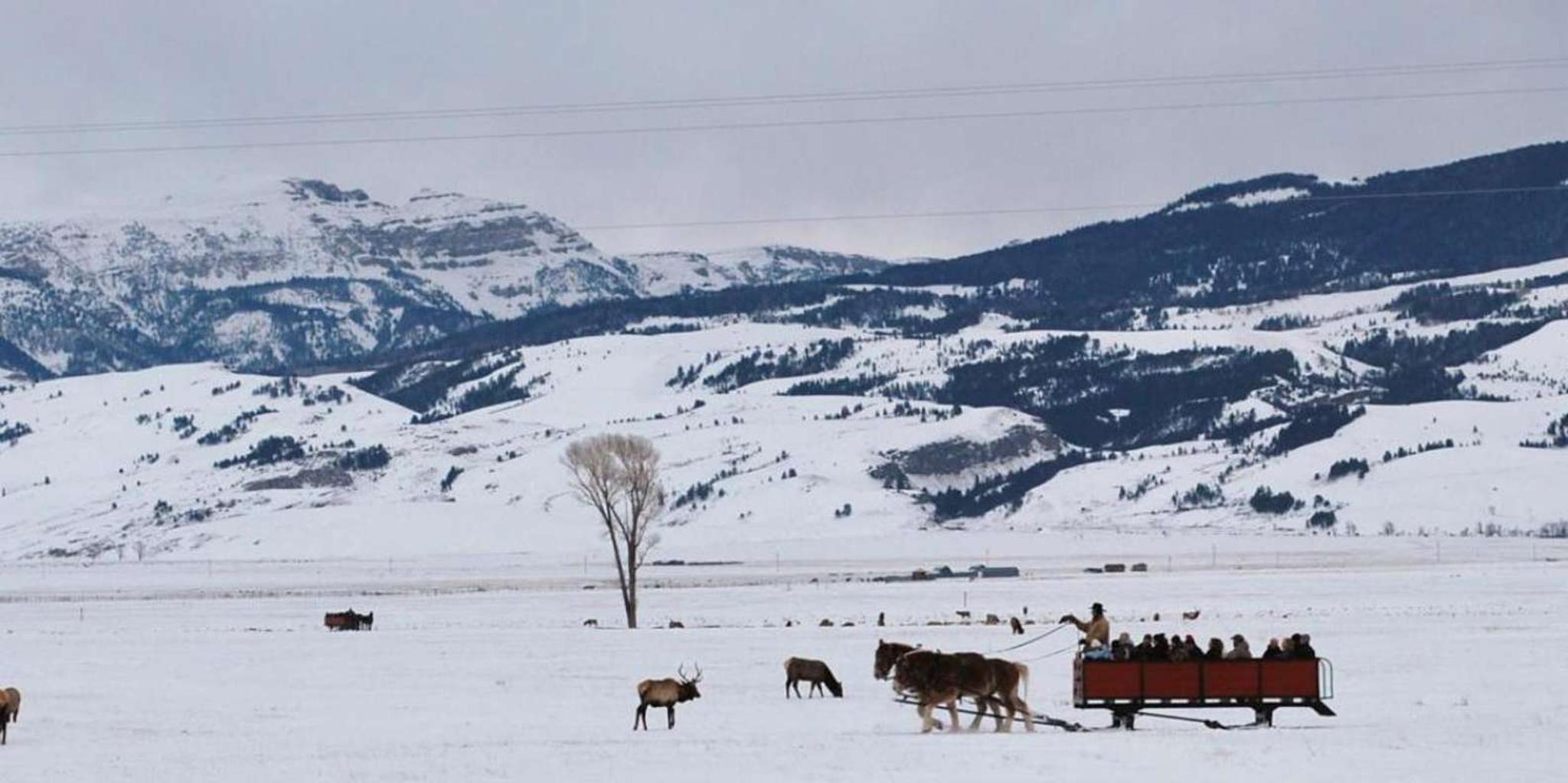 Jackson Hole National Elk Refuge Sleigh Ride - Image 5