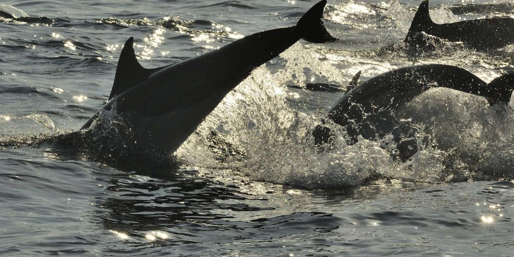 Hilton Head Island Ocean Dolphin Cruise - Image 4