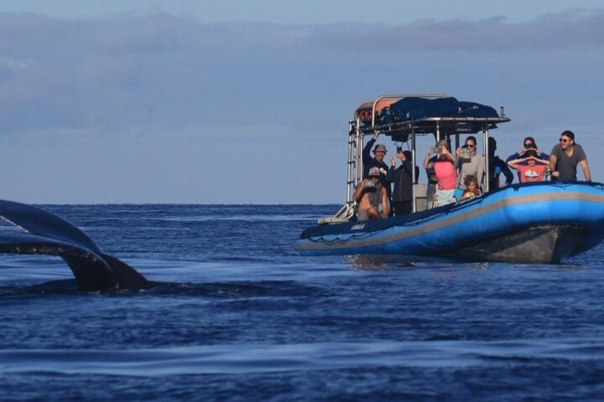 Maui Whale Watching Tour 1.5 Hours - Image 6