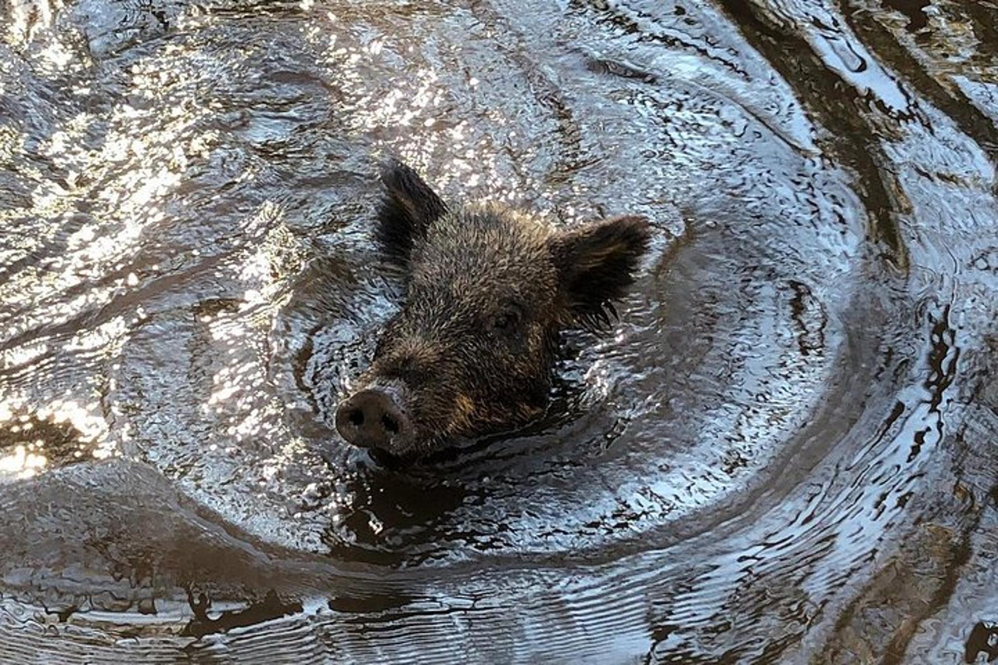 New Orleans Honey Island Swamp Private Tour - Image 4