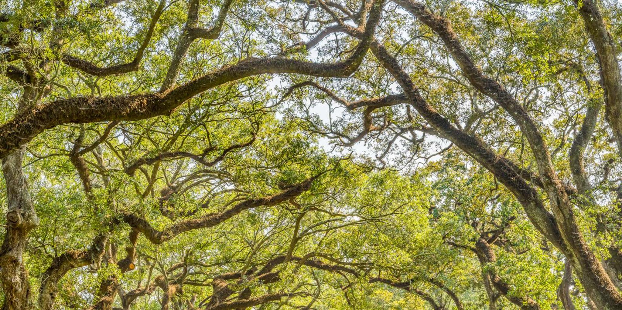 New Orleans Oak Alley Plantation Tour - Image 4