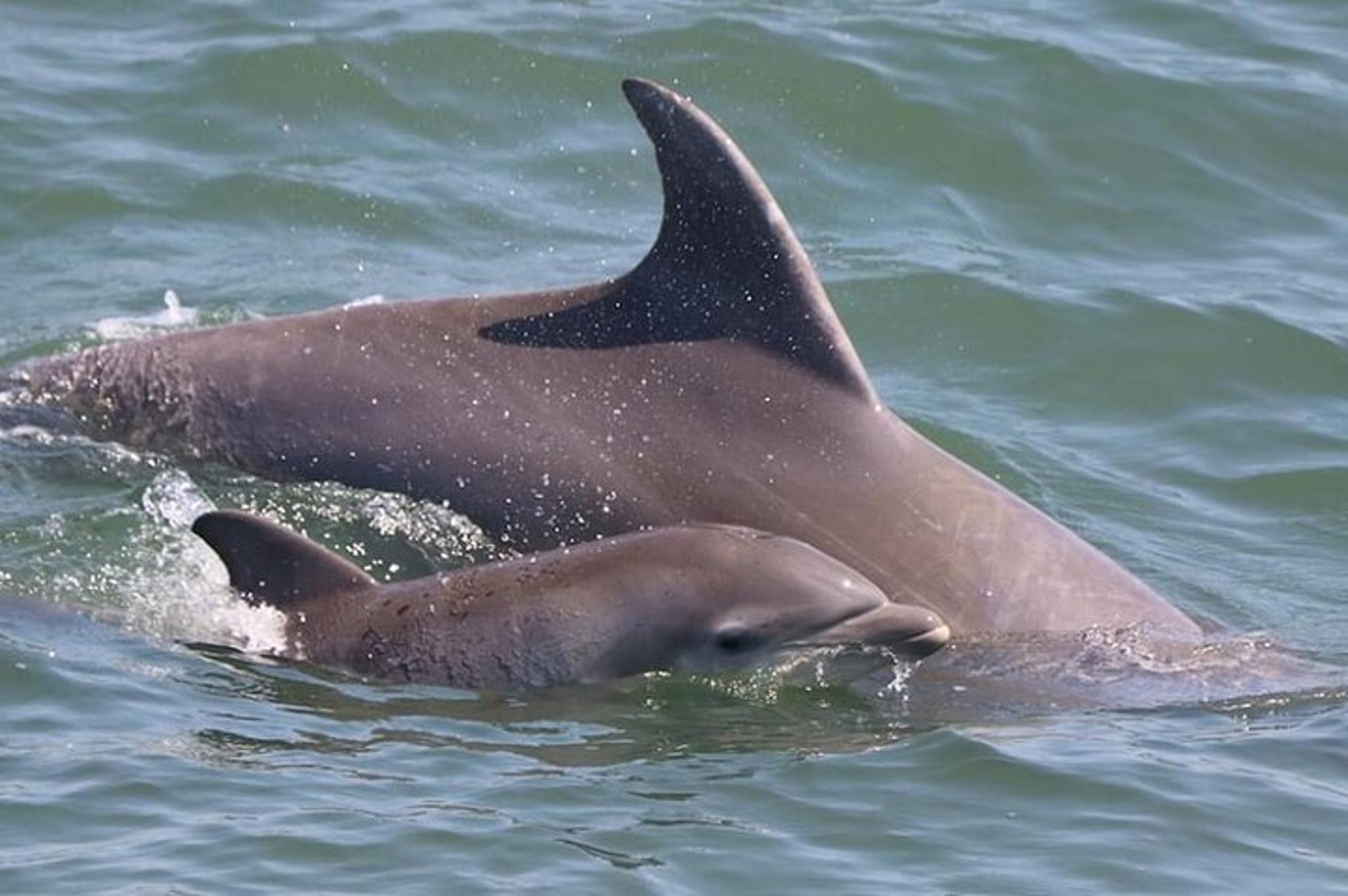 Cape May Dolphin and Bird Watching Cruise 2 hr - Image 6